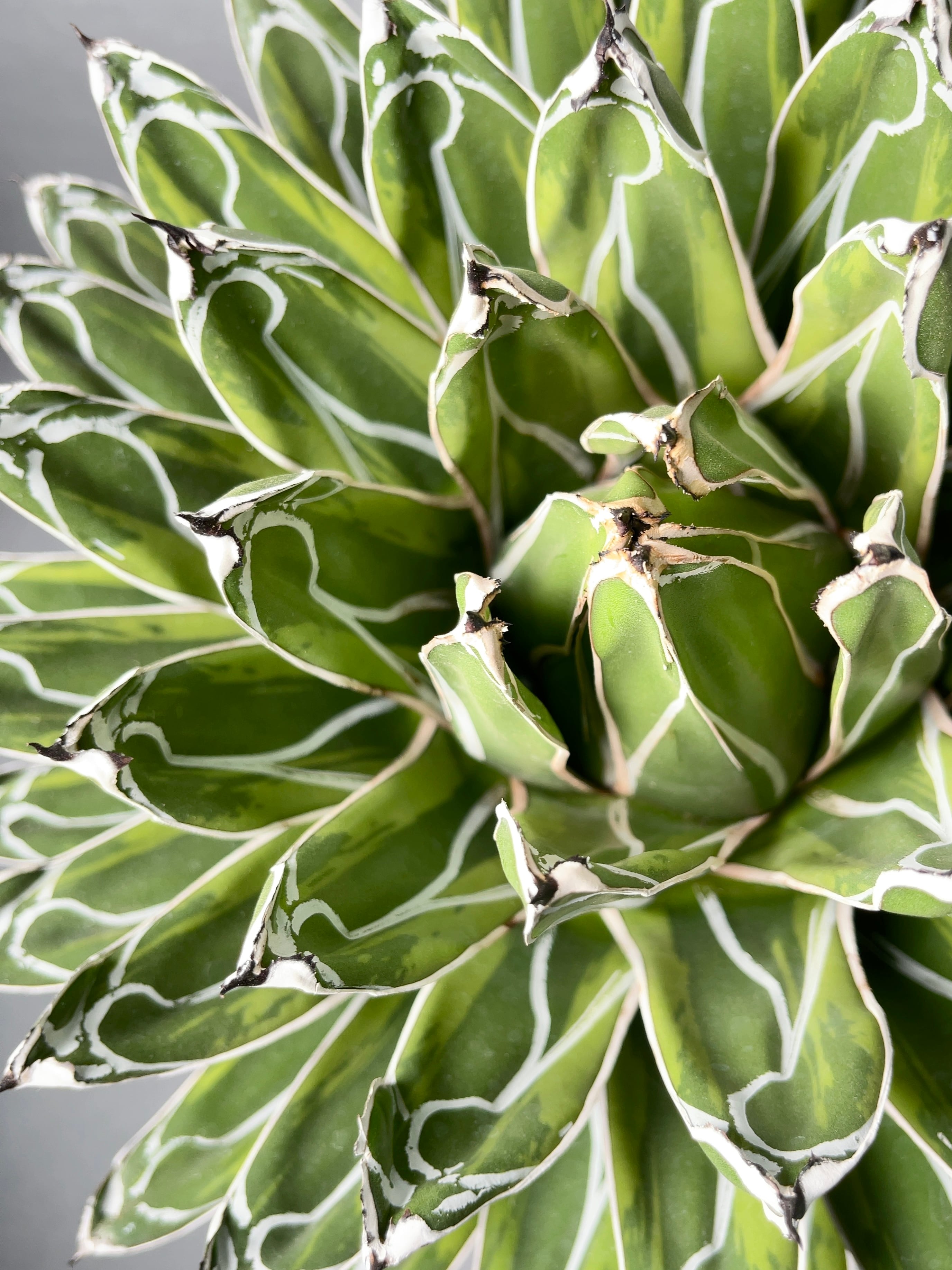 アガベ・虎斑 笹の雪錦 | trigger