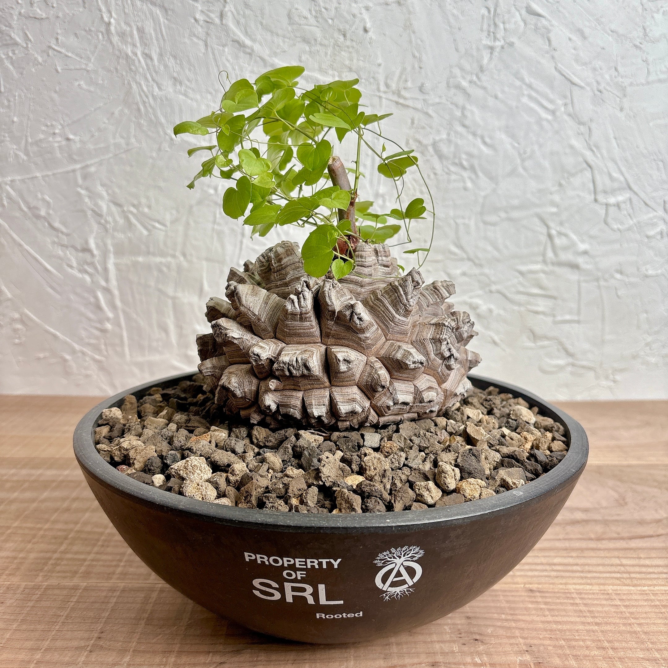 亀甲竜 [ディオスコレア 塊根植物] | yu25plants