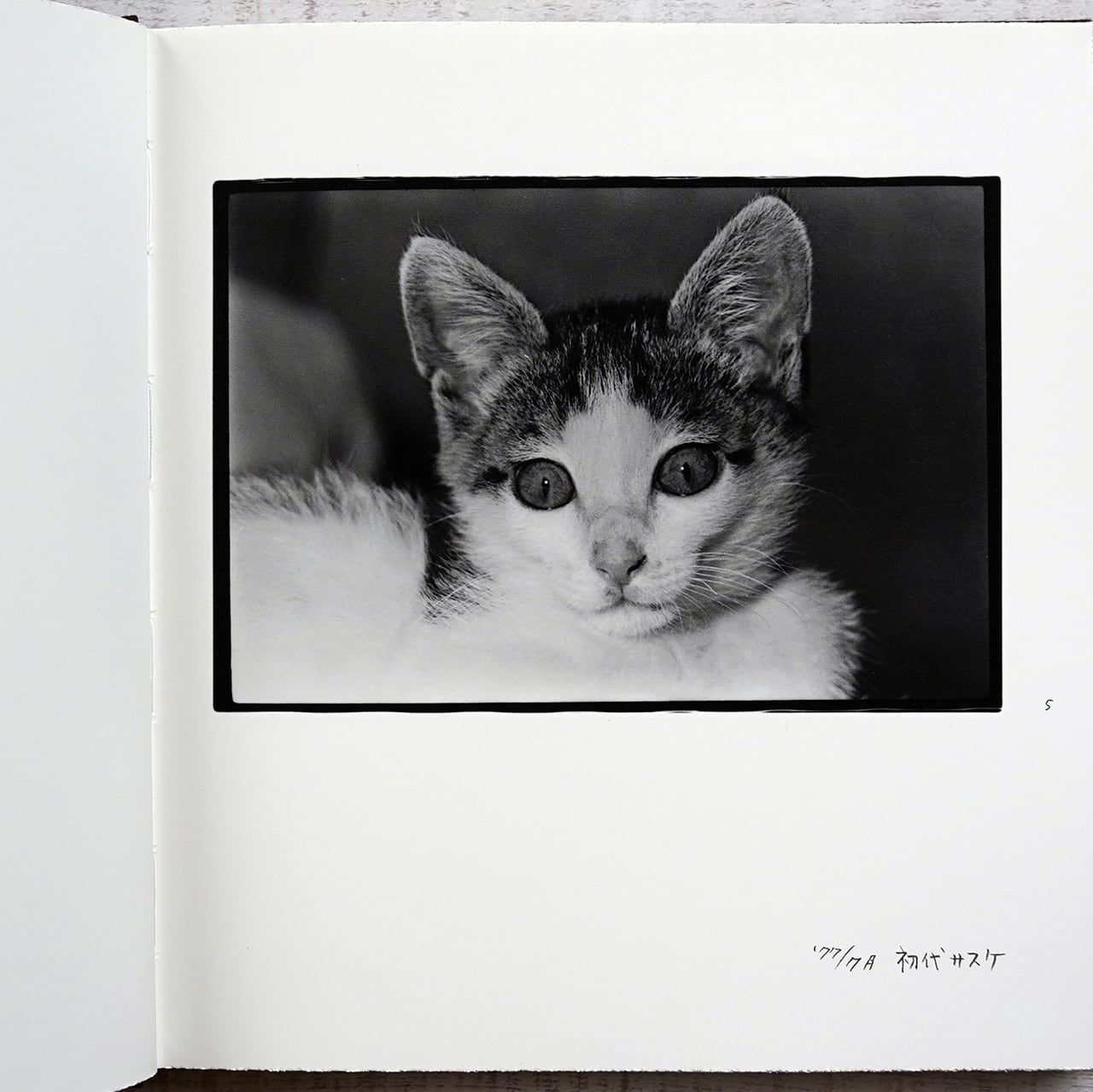 深瀬昌久 afterwordサスケ写真集 猫 2016年 初版限定900部 Amazon.co