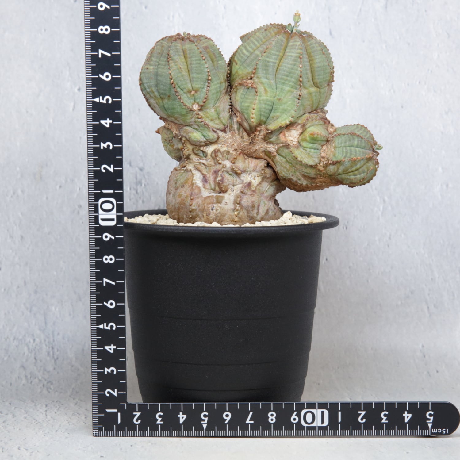 オス株【超厳選株】異型 大株 最大幅約12cm トリプルヘッド 綴化