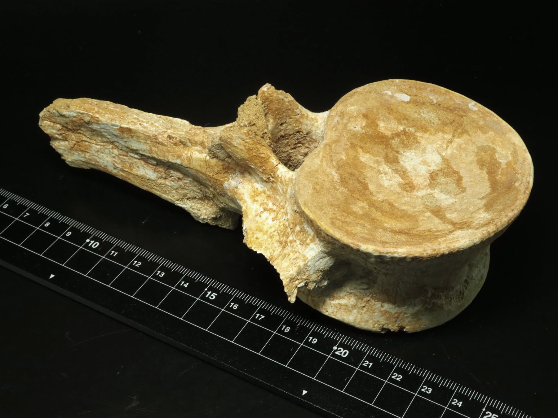 棘あり！極上保存！プレシオサウルス(エラスモサウルス)の椎骨化石