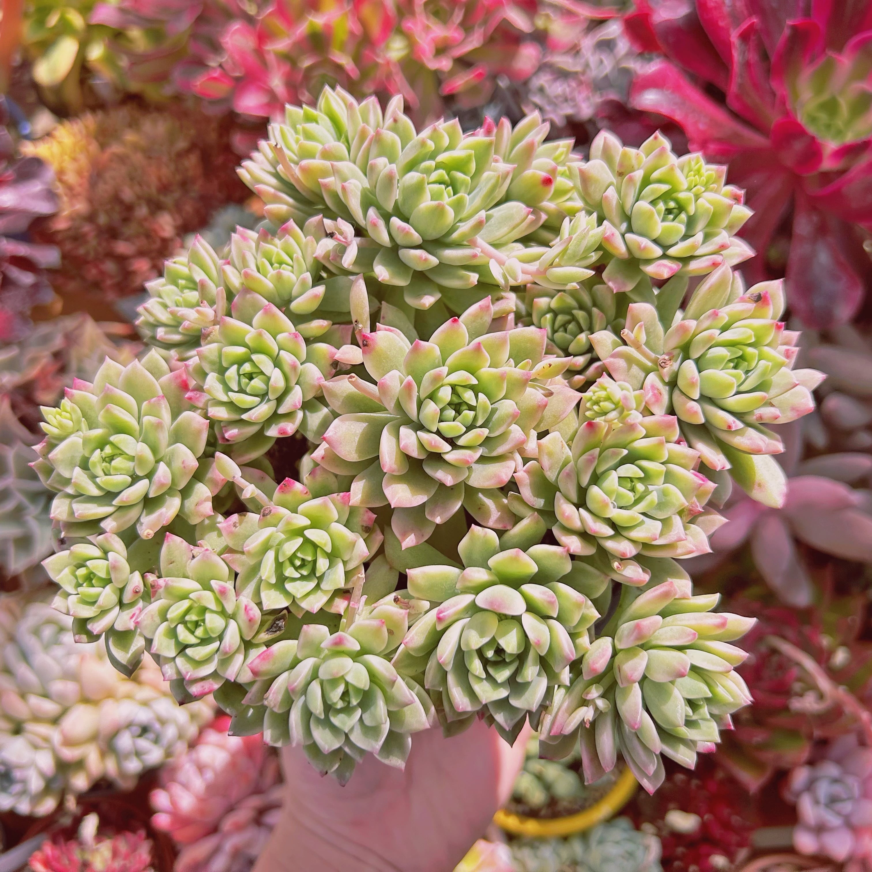 653c4c067c2e0553afeae73c46cfe8