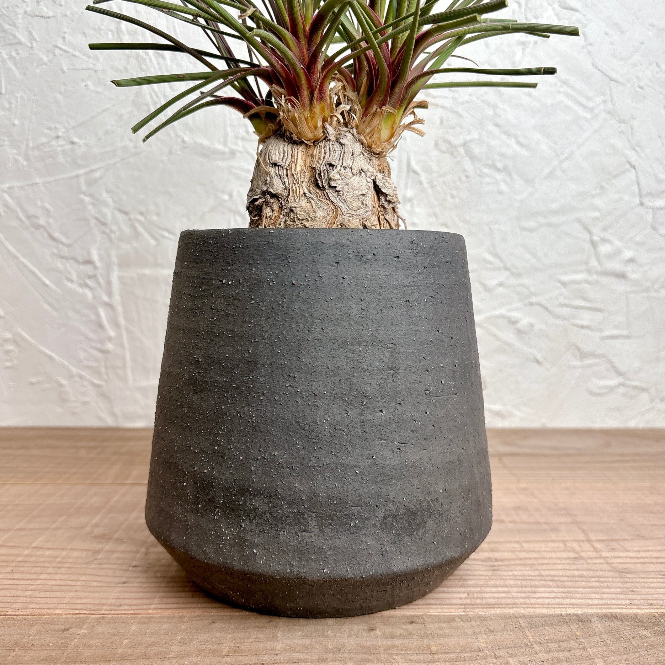 カリバナスフーケリー [塊根植物 観葉植物] | yu25plants