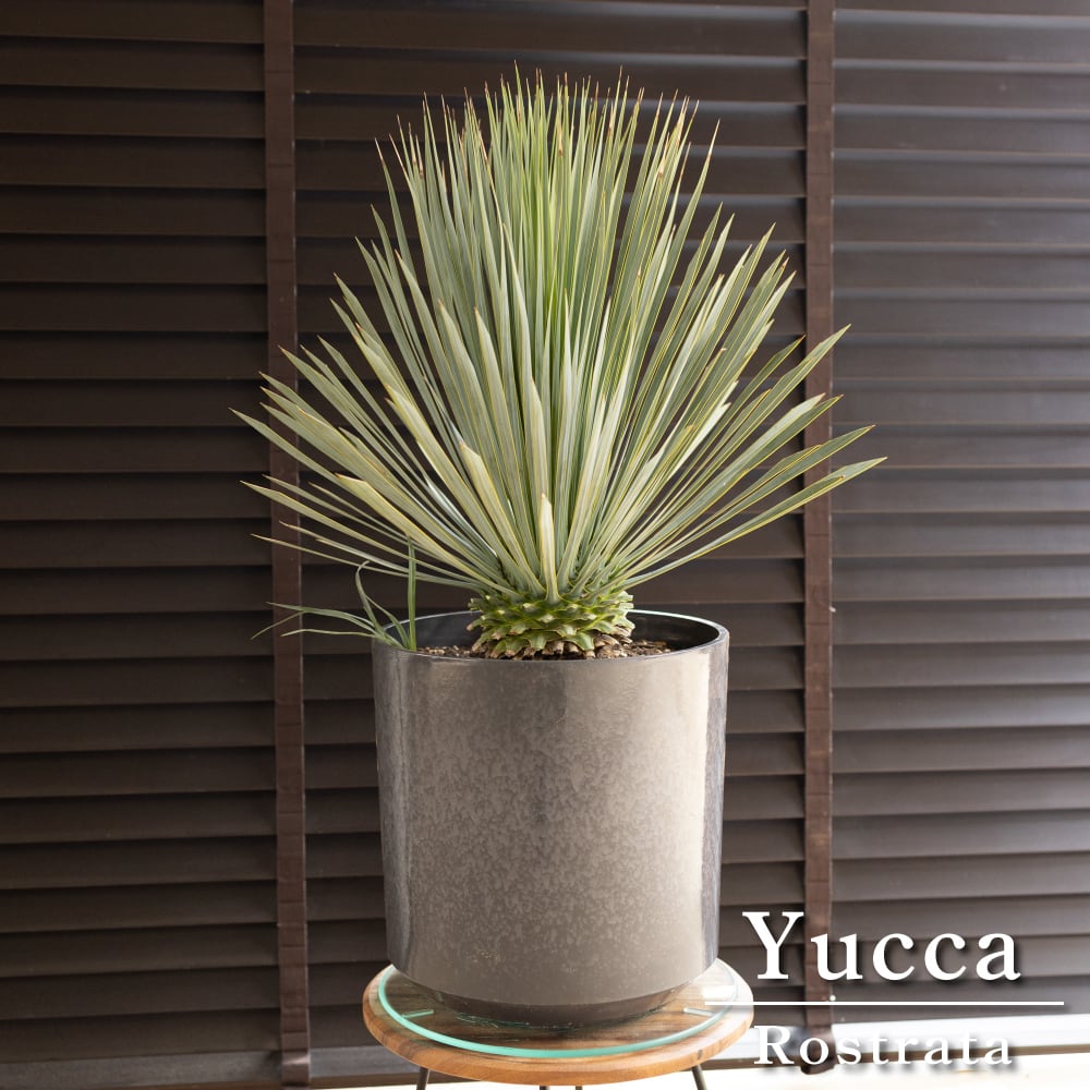 ユッカ ロストラータ 子株付き Rostrata シルバーブルー 9号 株立ち
