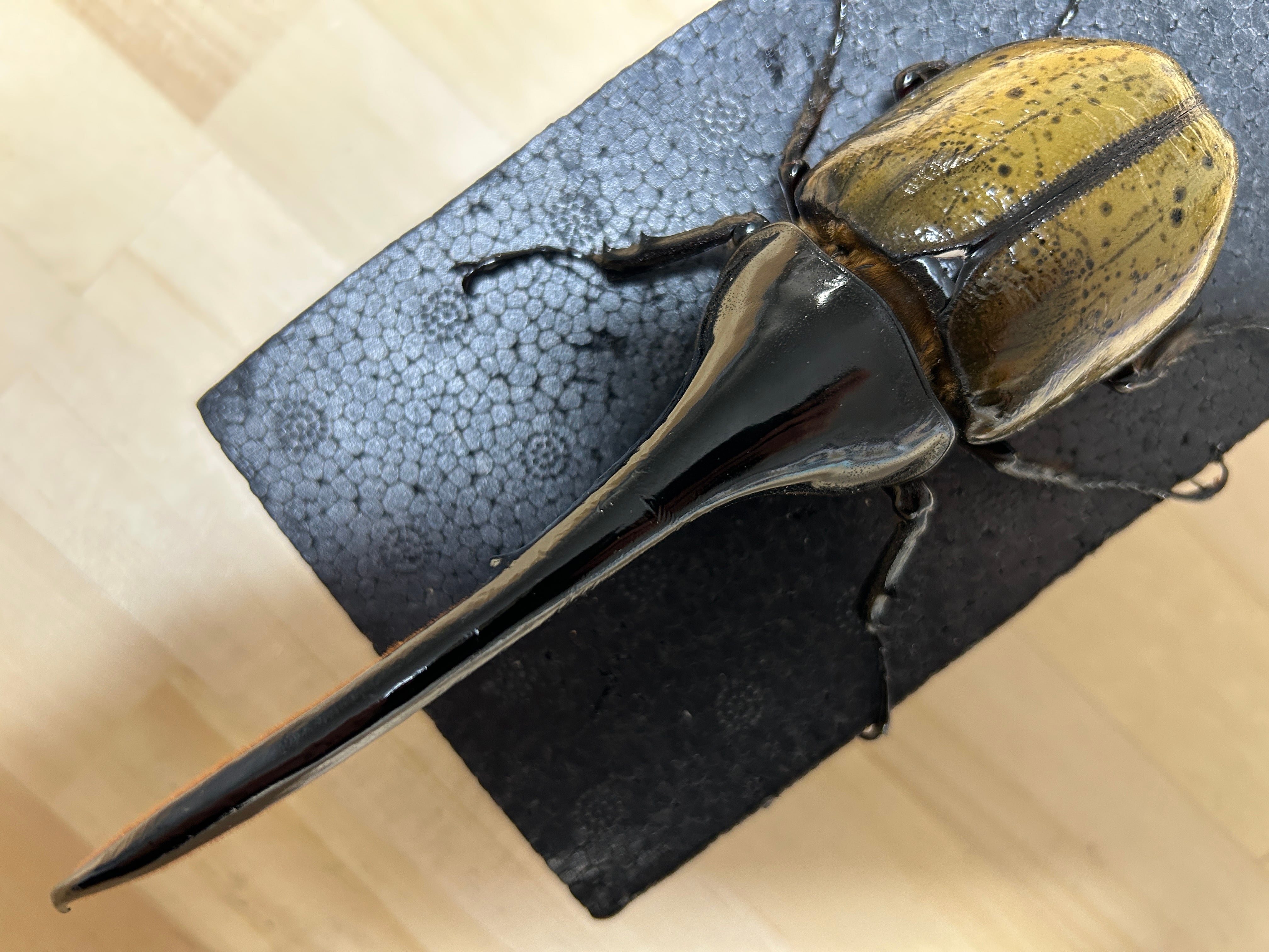 アートオブヘラクレス