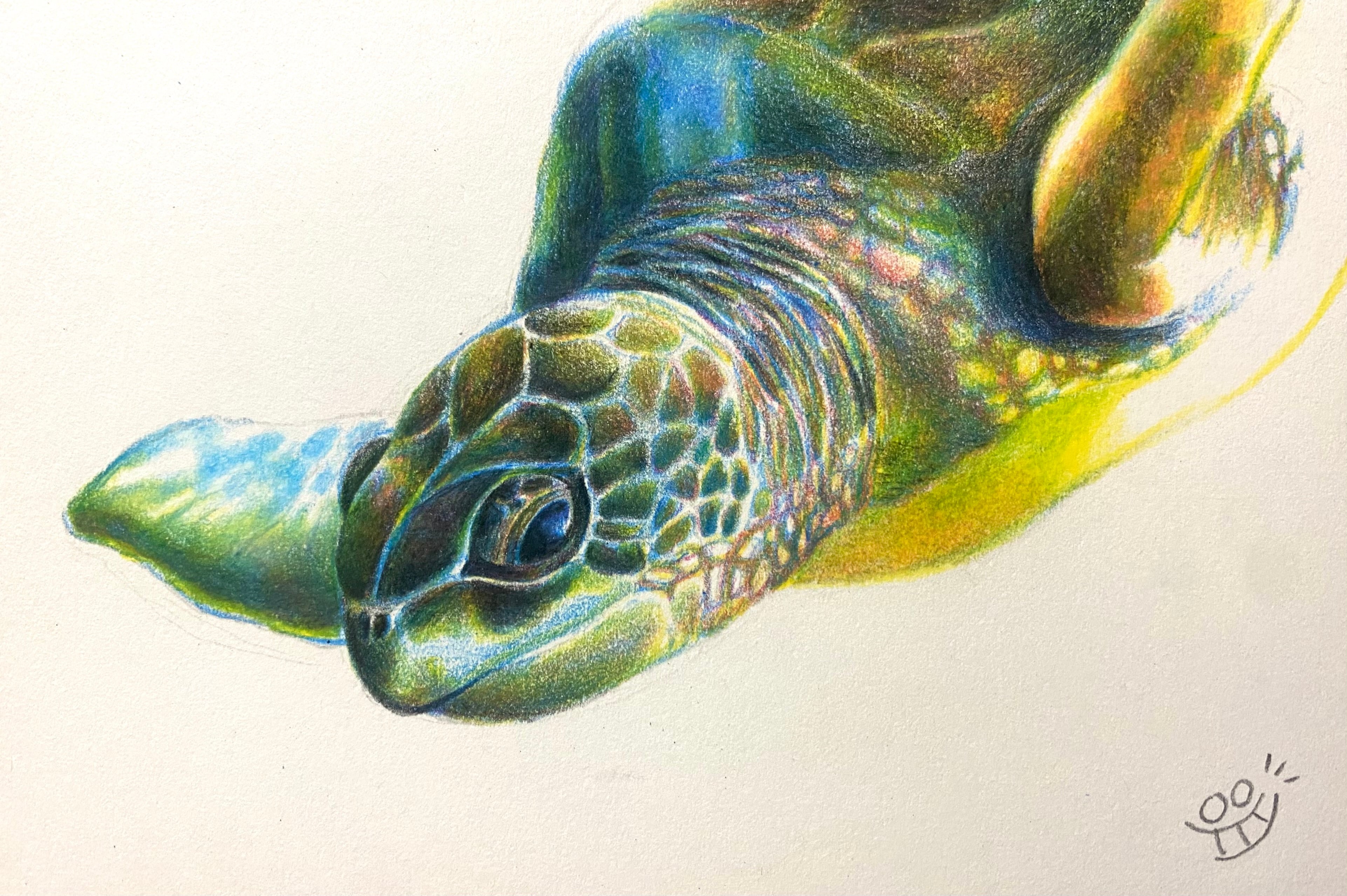 色鉛筆 原画 手描きイラスト 亀 カメ ハガキ 絵はがき プレゼント