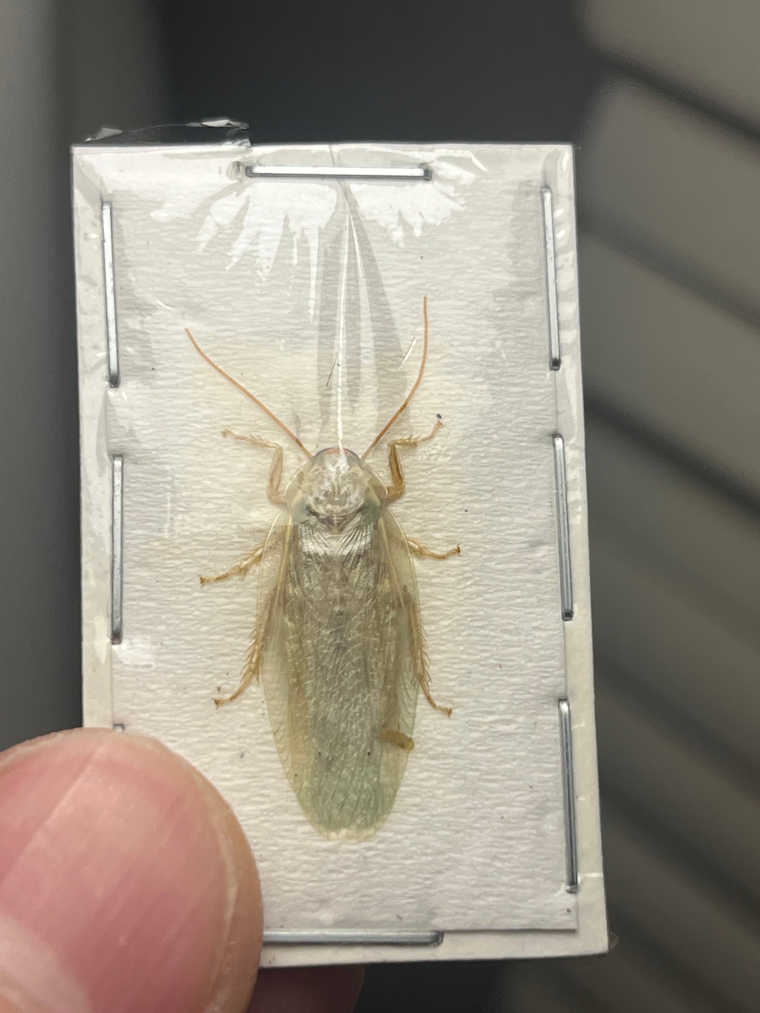 蜚最大級】マダガスカルゴキブリ オブロンゴナタ？ 標本