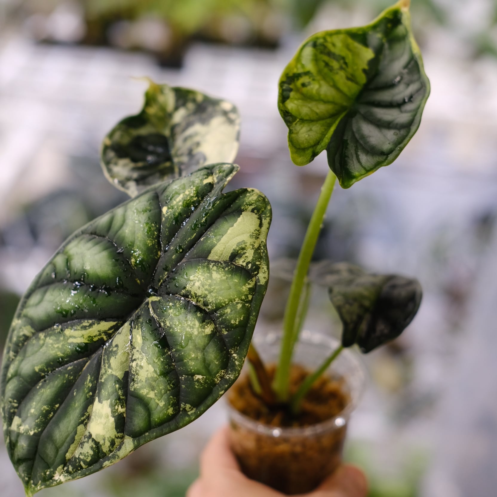 アロカシア ゼブリナ I インドアプランツ I プラントソサエティ 180539