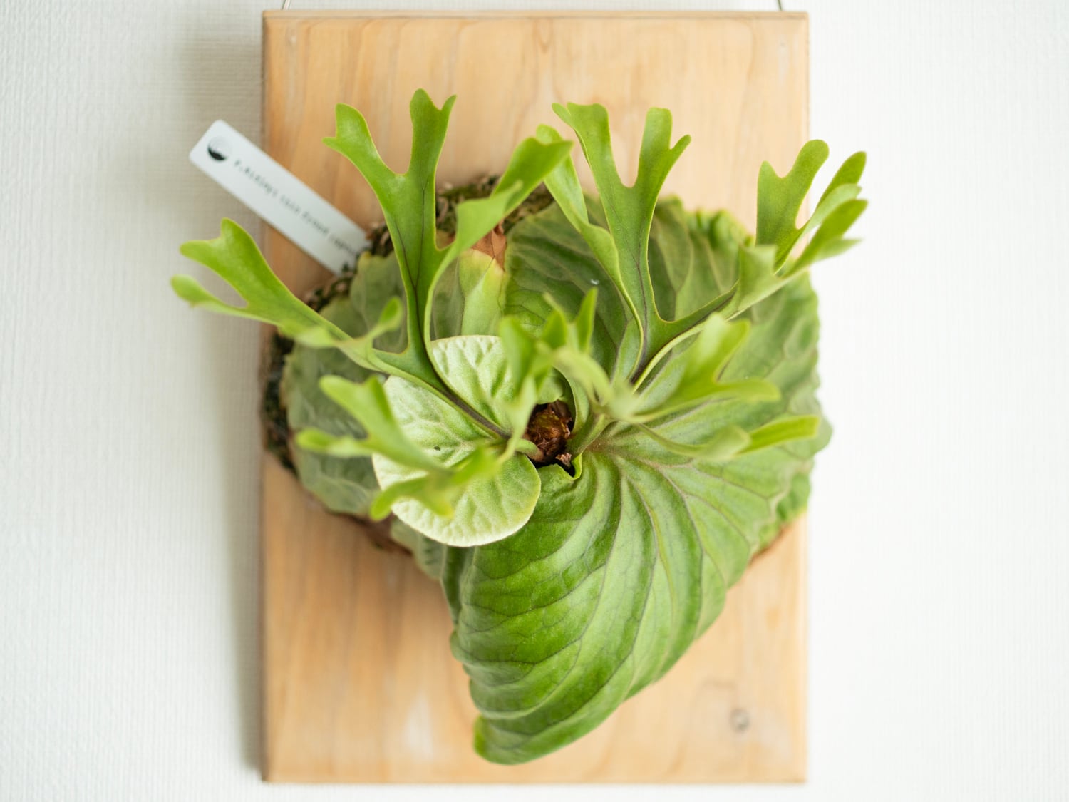 P.Ridleyi thin frond(spore) / リドレイ細葉 胞子培養株 24-001