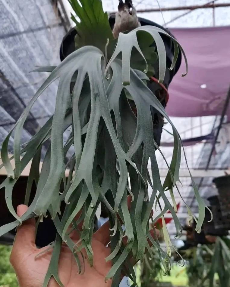 P.willinckii cv. Sailor Saturn【artPLANTs】ビカクシダ/Platycerium