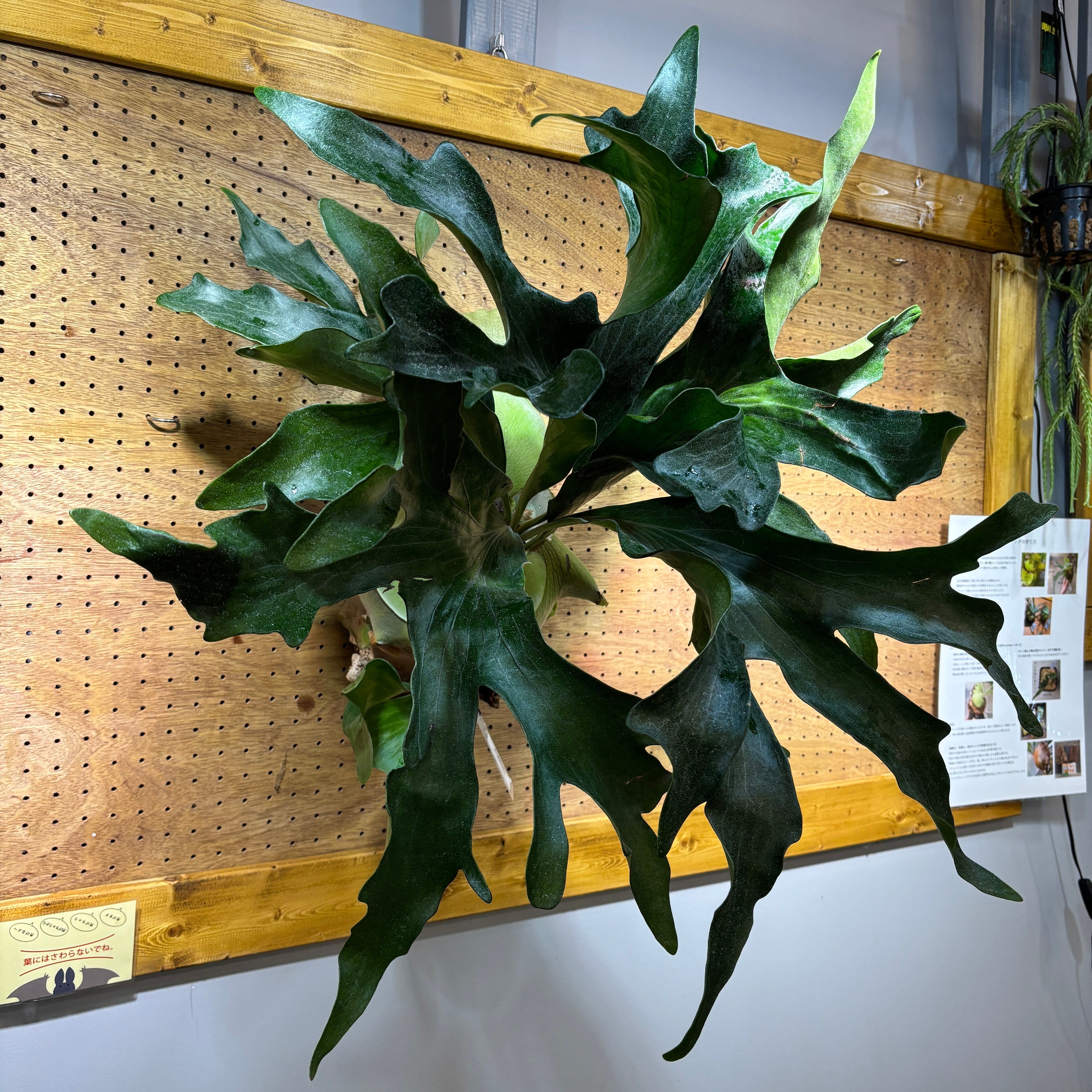 ビカクシダ ghost ゴースト 子株 ビカクシダ ghost ゴースト 子株