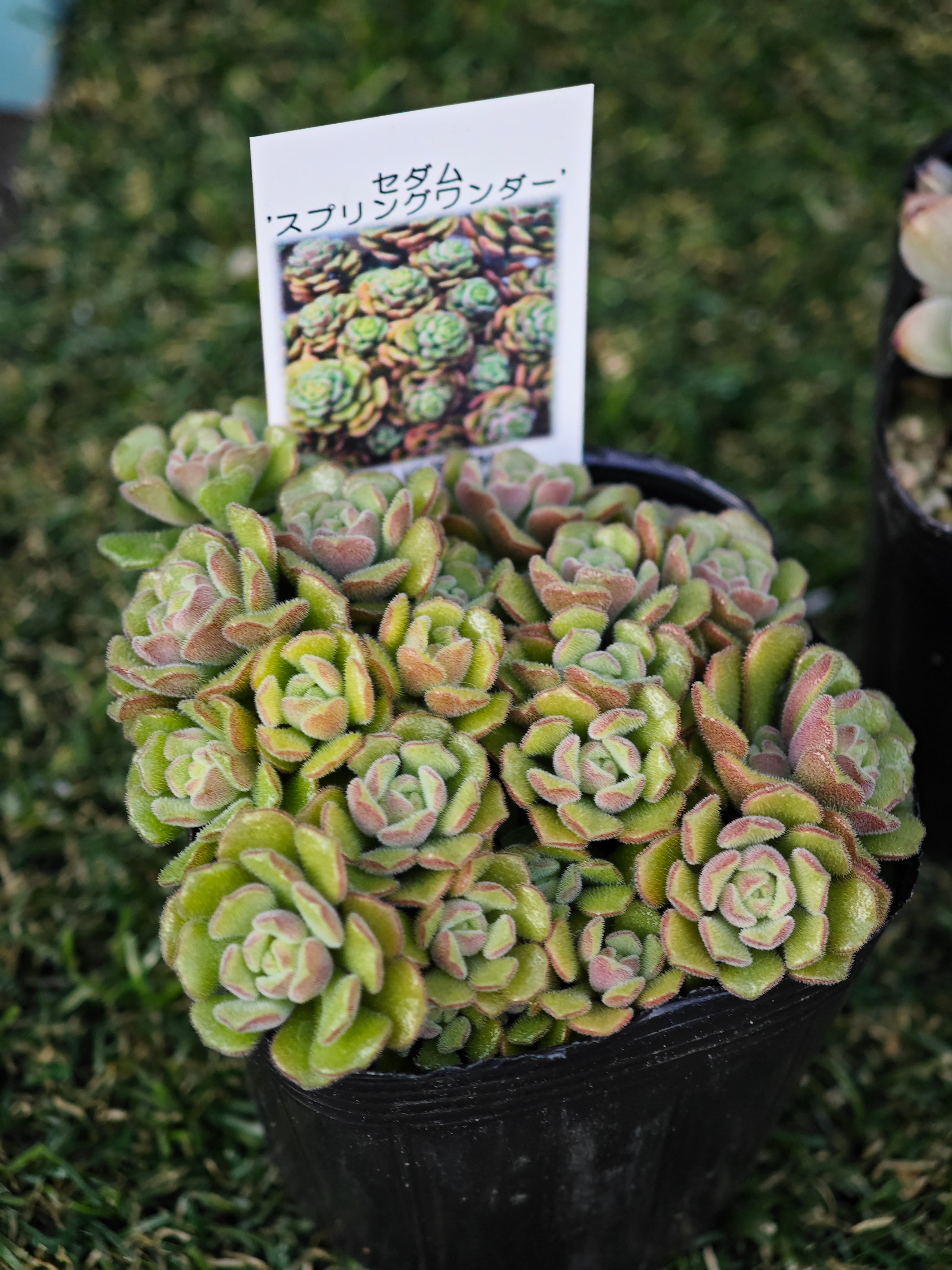 6811555f920709c8c1cc90741e5c00