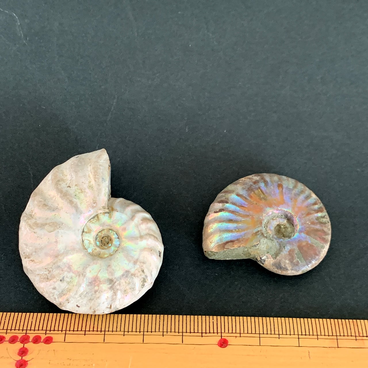 虹色アンモナイト1A | きらら舎 Online Shop