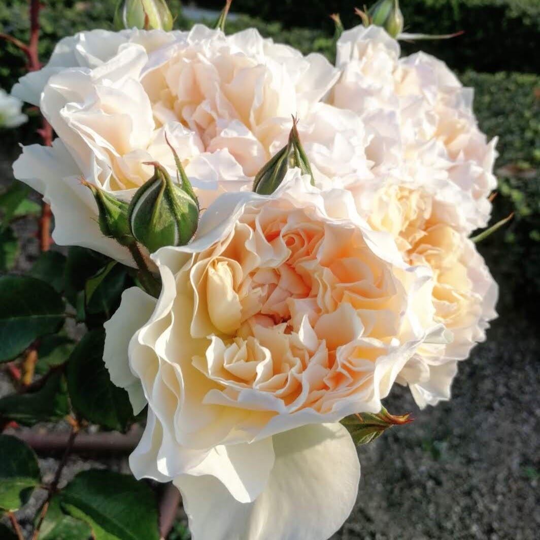 メアリー マグダレン | 天空のバラ園(無農薬バラ苗・花苗・クレマチス