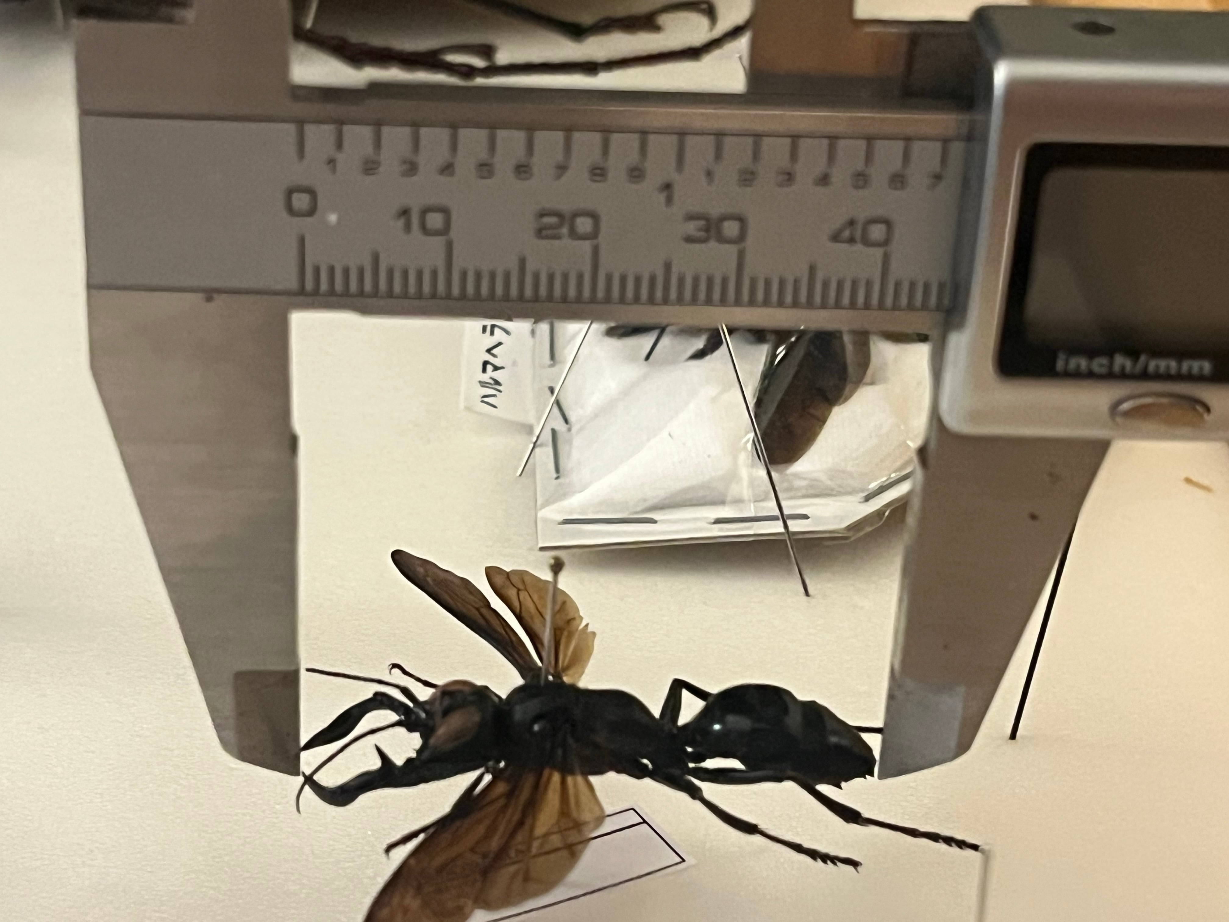 45mm】メガララガルーダ ハチ蜂スズメバチタランチュラホークメガララ