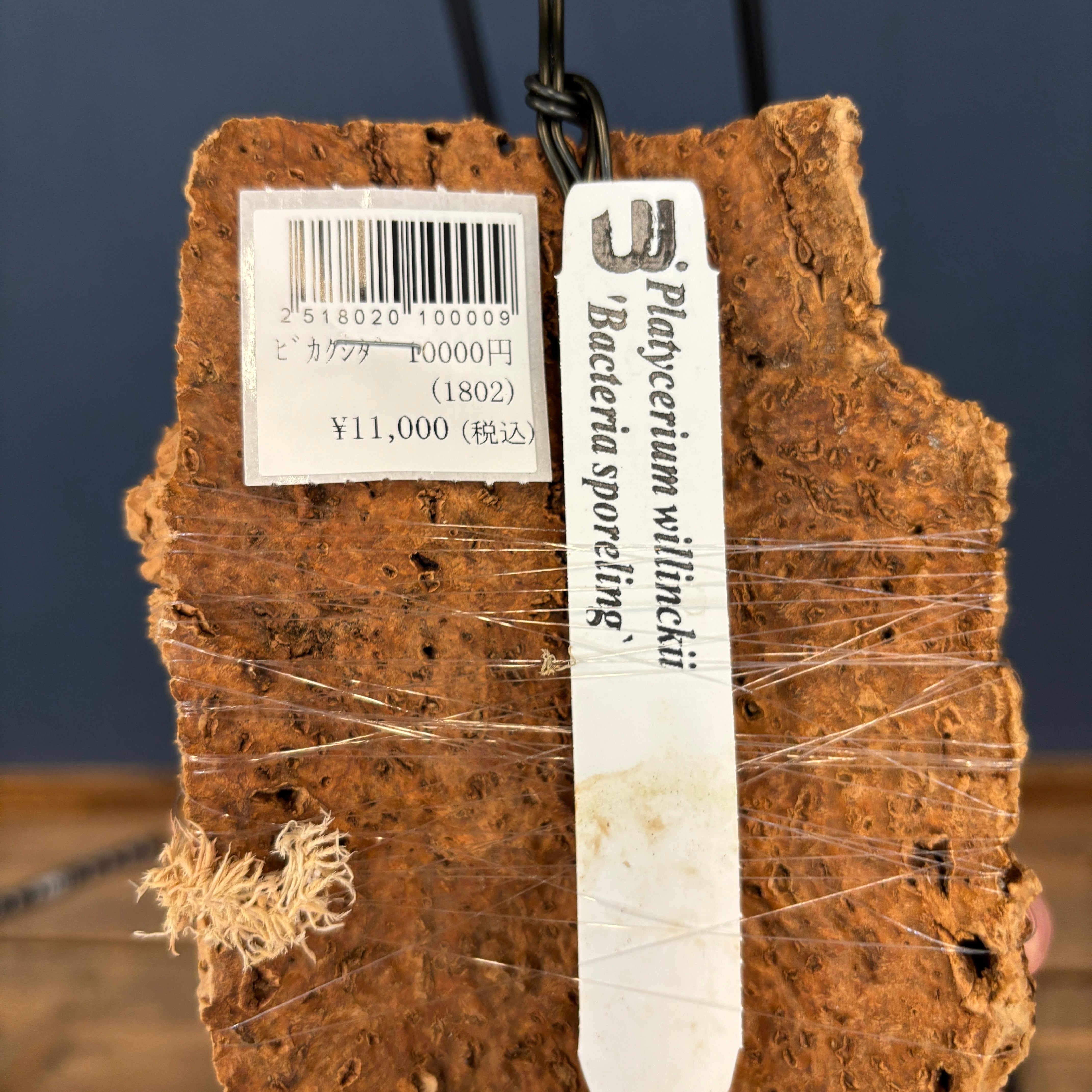 ビカクシダ バクテリア P. willinckii 'Bacteria' spore コルク仕立て