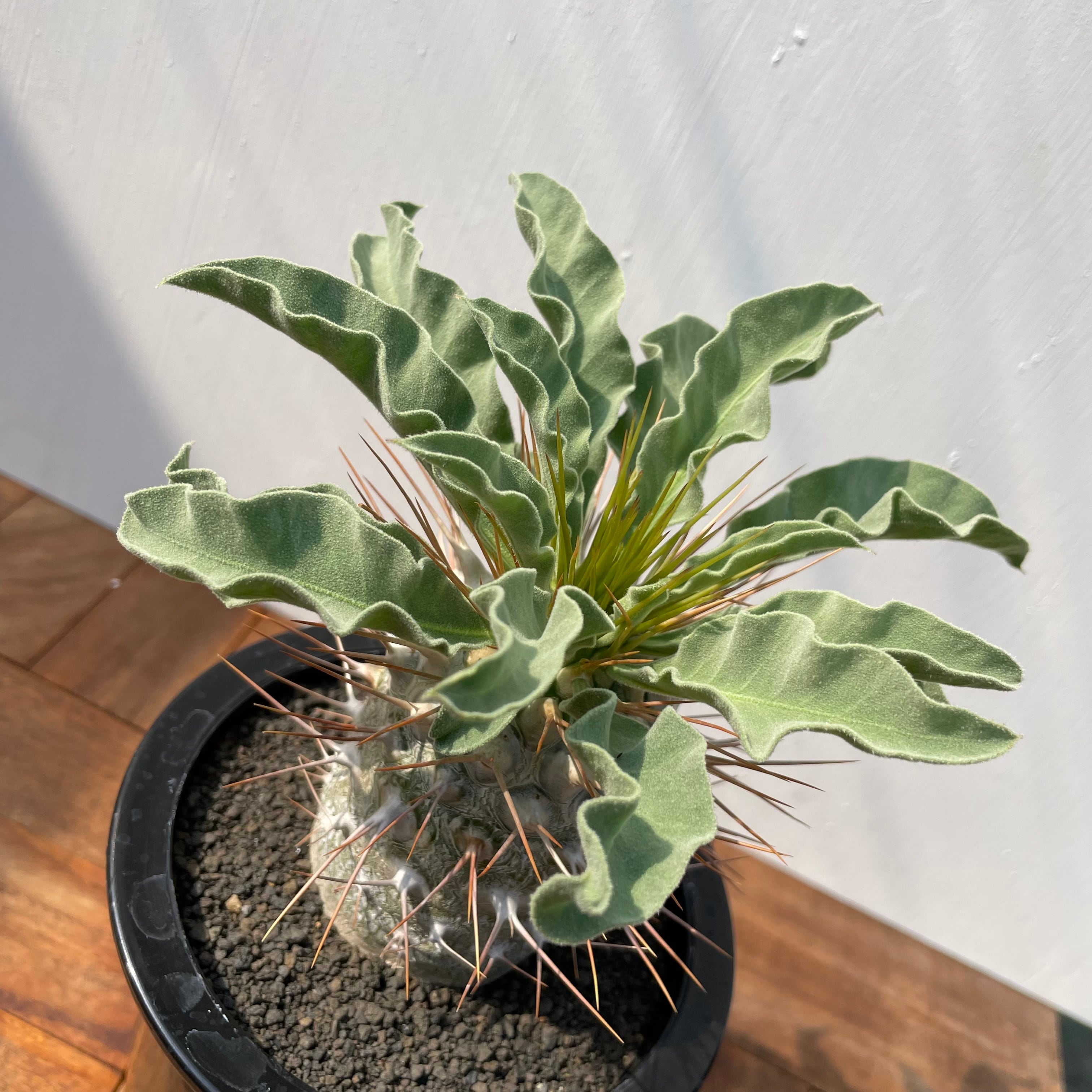 Pachypodium namaquanum【パキポディウム・ナマクアナム・光堂