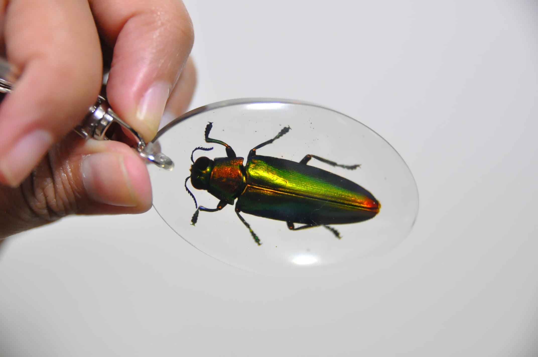 さくらプロフ必見様】専用 昆虫標本キーホルダー さくらプロフ必見様