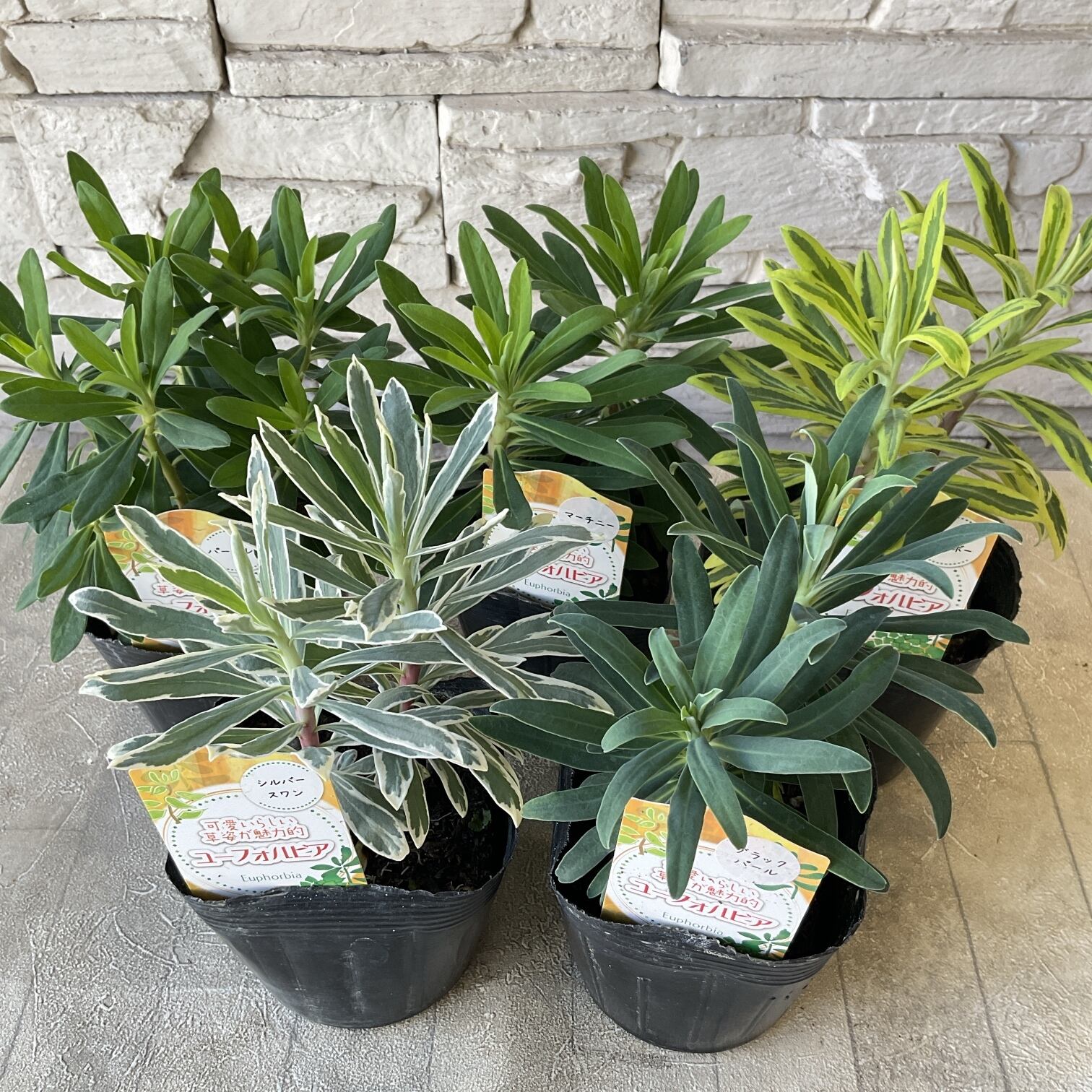 ユーフォルビア 選べる6種 | 橋本種苗園