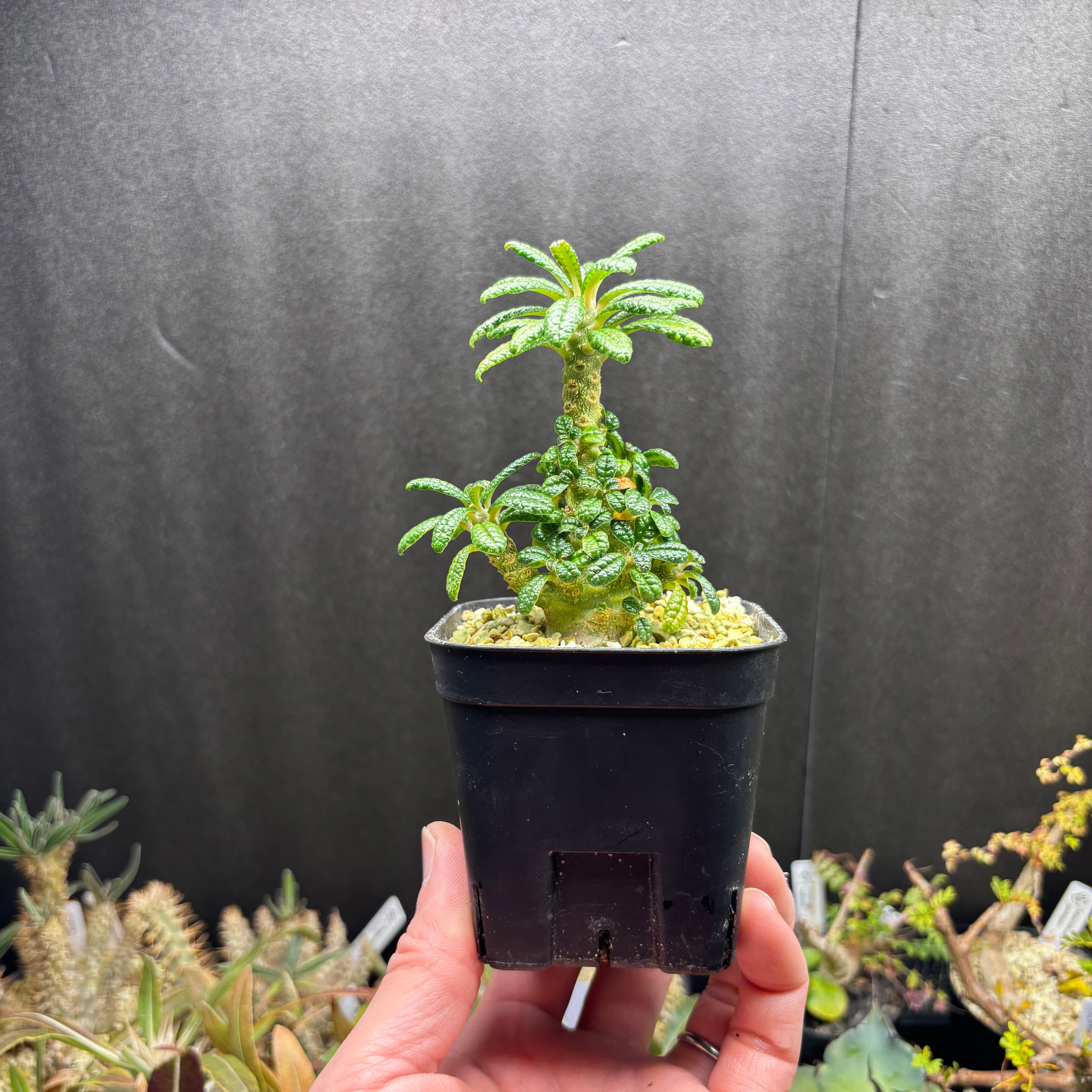 ドルステニア ギガス☆Dorstenia gigas☆実生 ずんぐり型☆根本幅26mm