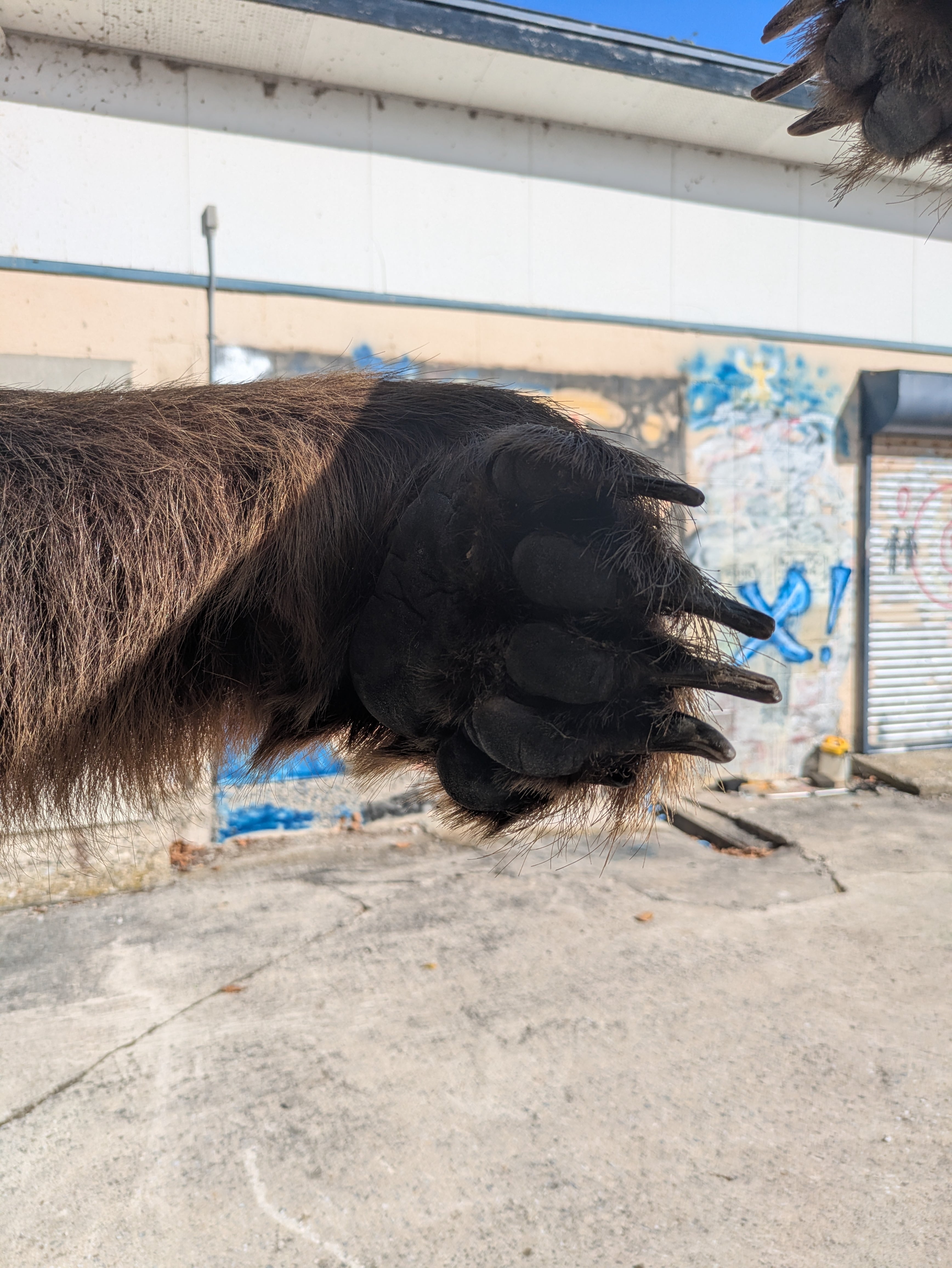 ヒグマ 剥製 | 若松毛皮