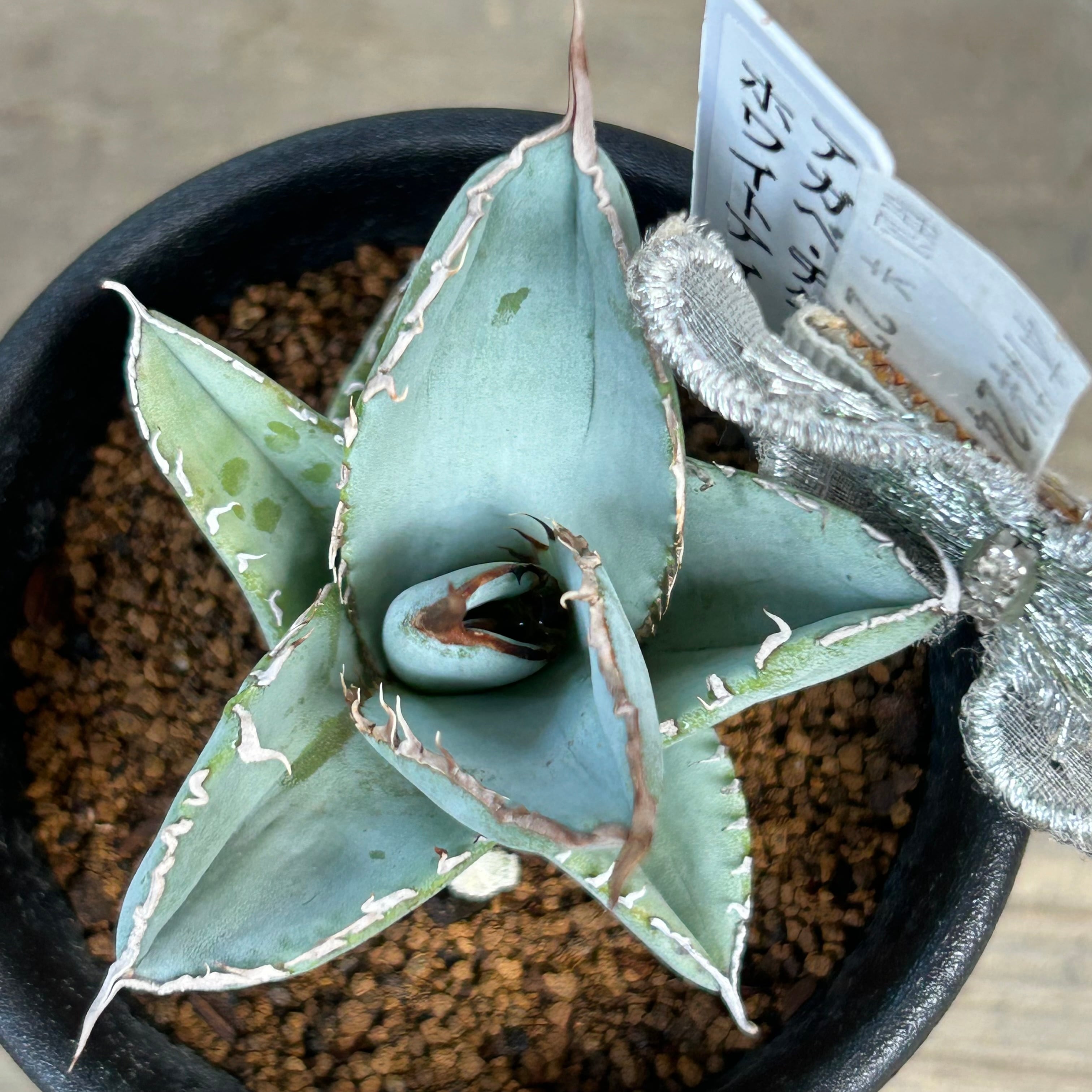 れ*☆様 【初売りオークション】118 特大 アガベ チタノタ 白鯨錦 縞斑