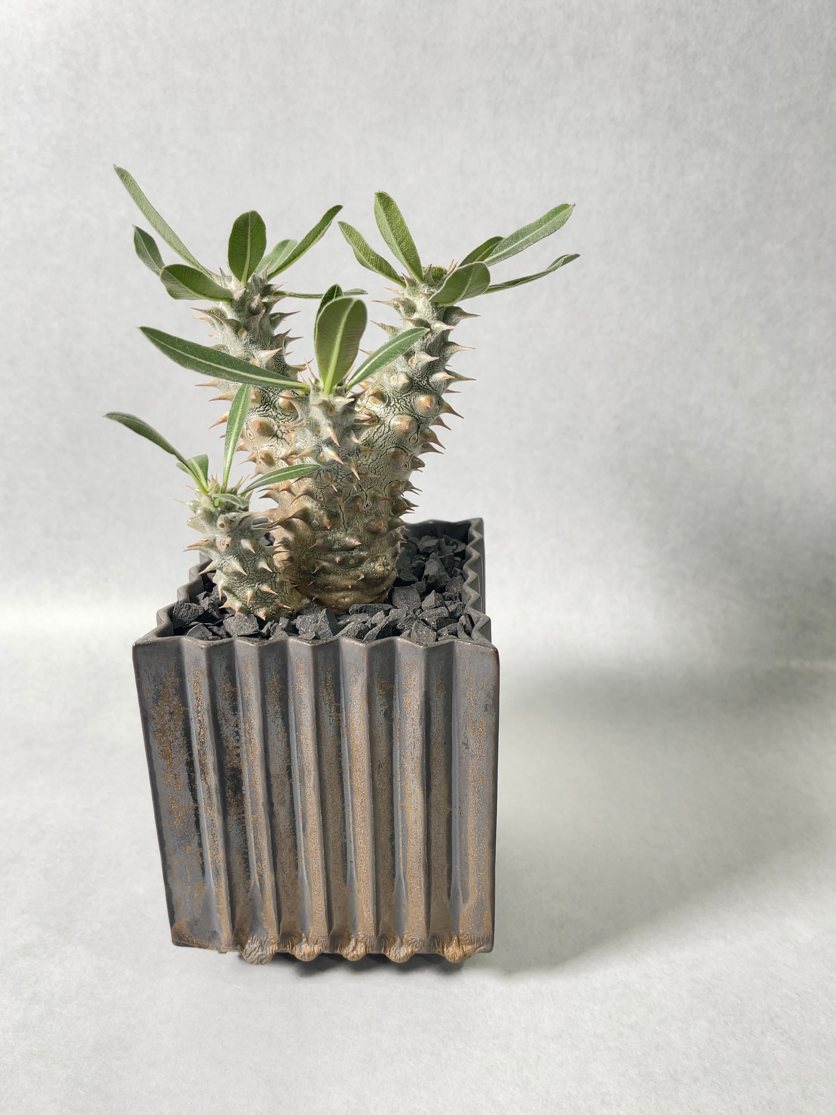 パキポディウム・伊藤ハイブリッド | trigger