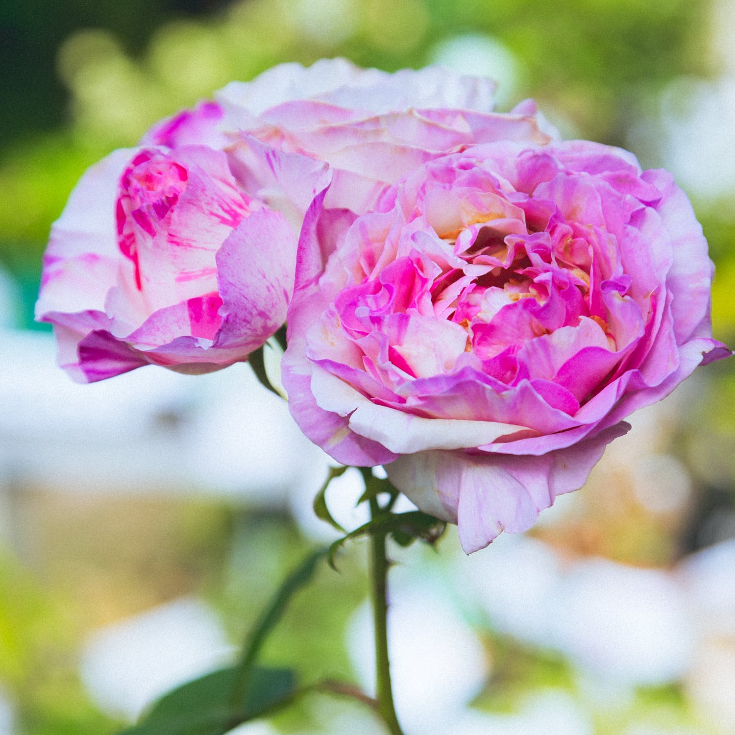 超希少 奇跡のバラ 強香 バラ カメオ 3.5寸○四季咲き 絞りバラ 薔薇