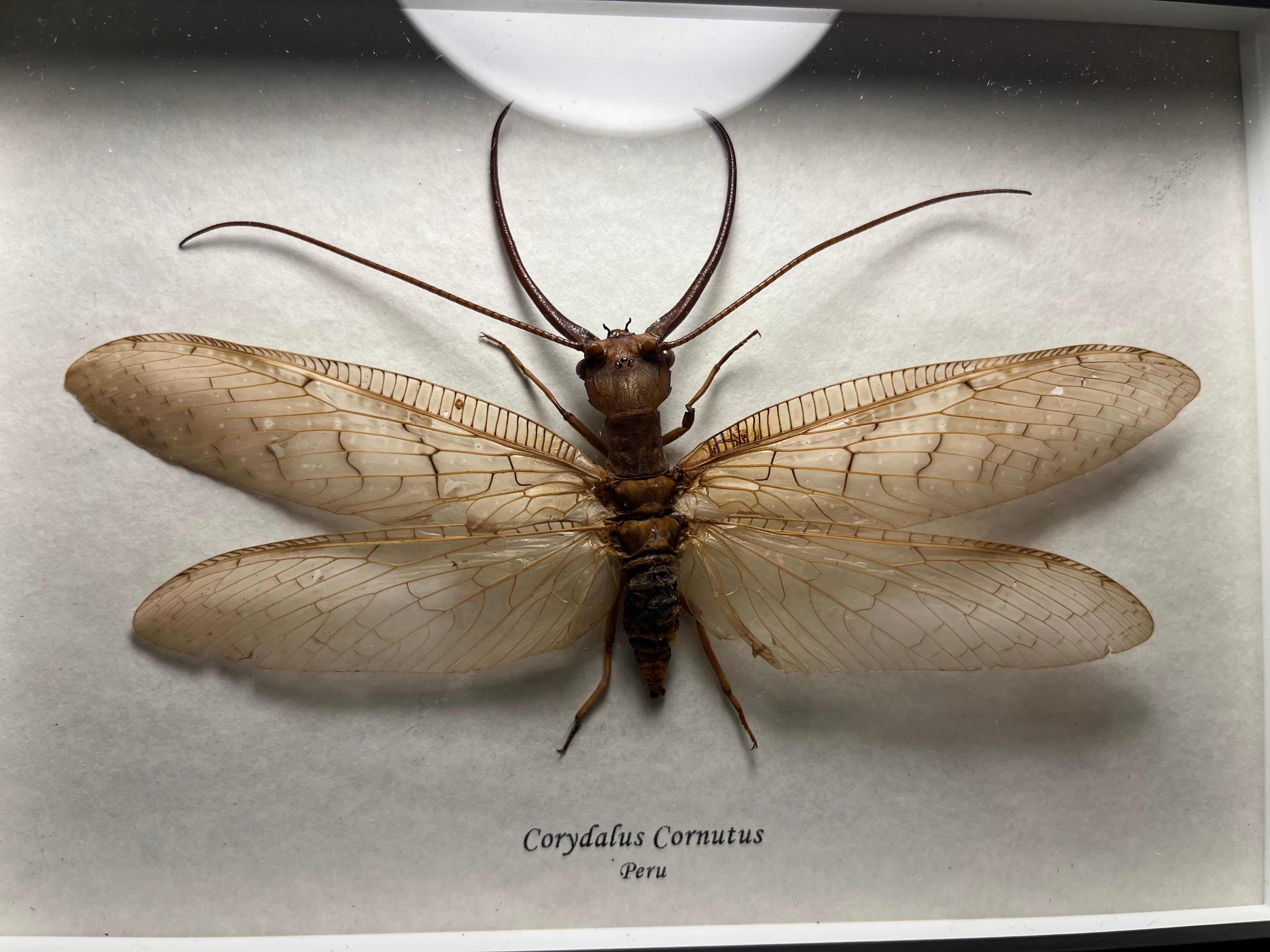 顎特大】オオアゴヘビトンボ ペルー産 奇蟲 タランチュラ ムカデ 標本