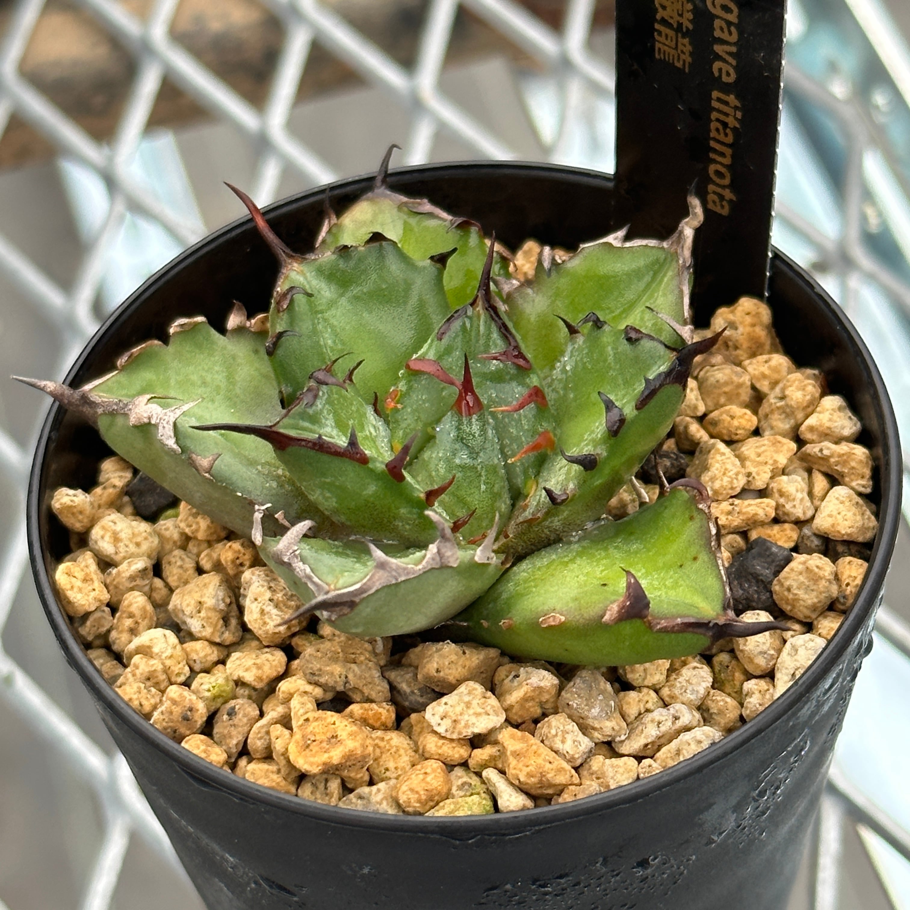 72 アガベ ユタエンシス エボリスピナ 黒棘 短棘 陽炎 ボール型 太棘