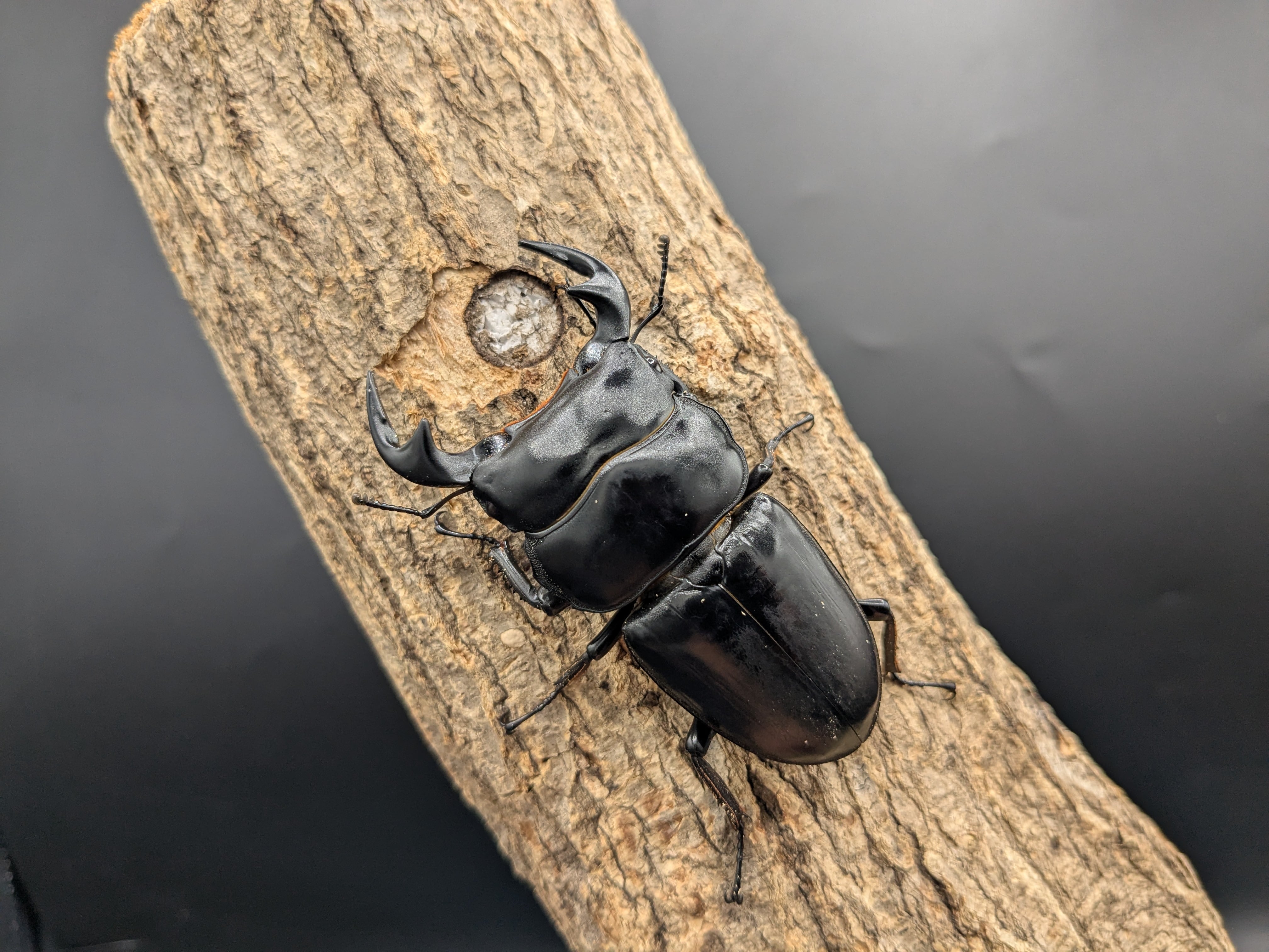 WDアンタエウスオオクワガタ ♂75mm♀39mmペア | クワガタムシ