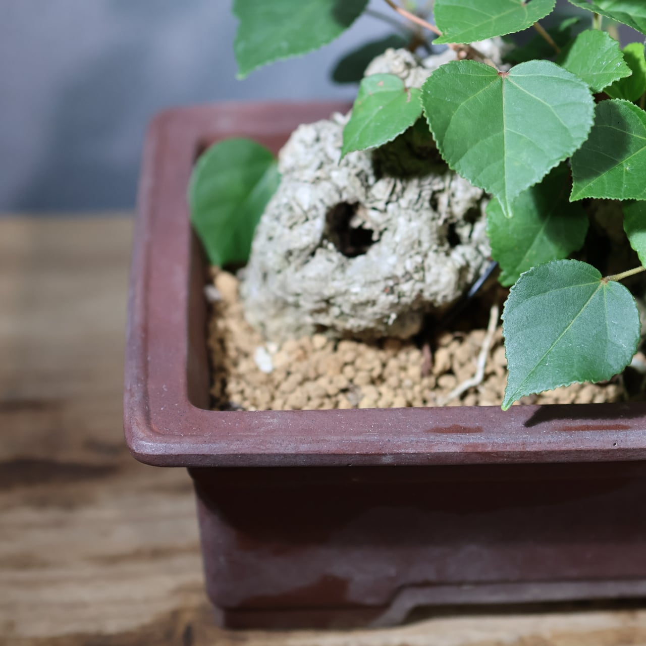 375 南国の風を宿す『琉球盆栽 オオハマボウ』観葉植物 【送料無料