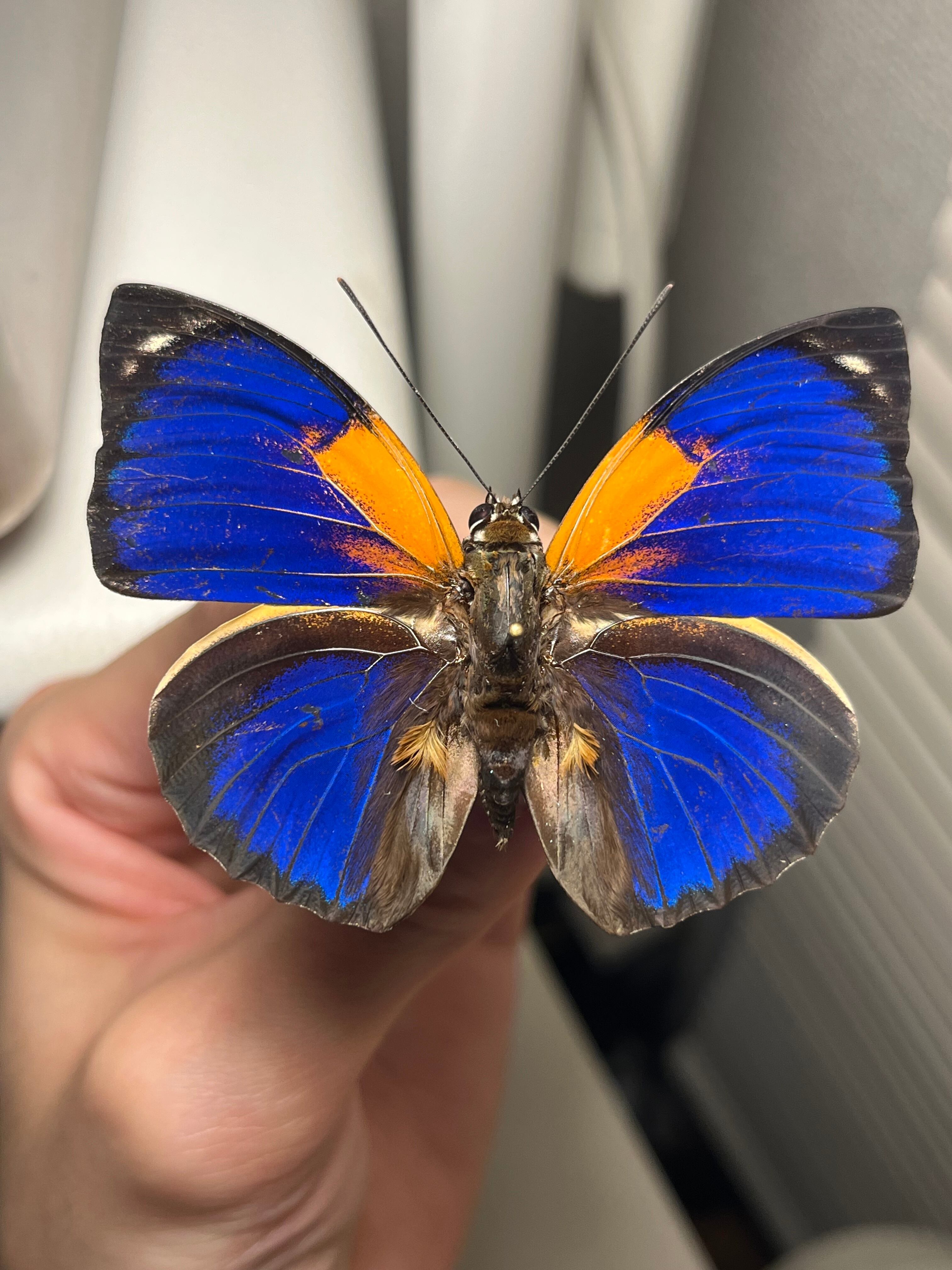 蝶標本 珍品 ミイロタテハ アグリアス ファルキドンミイロタテハ 蝶