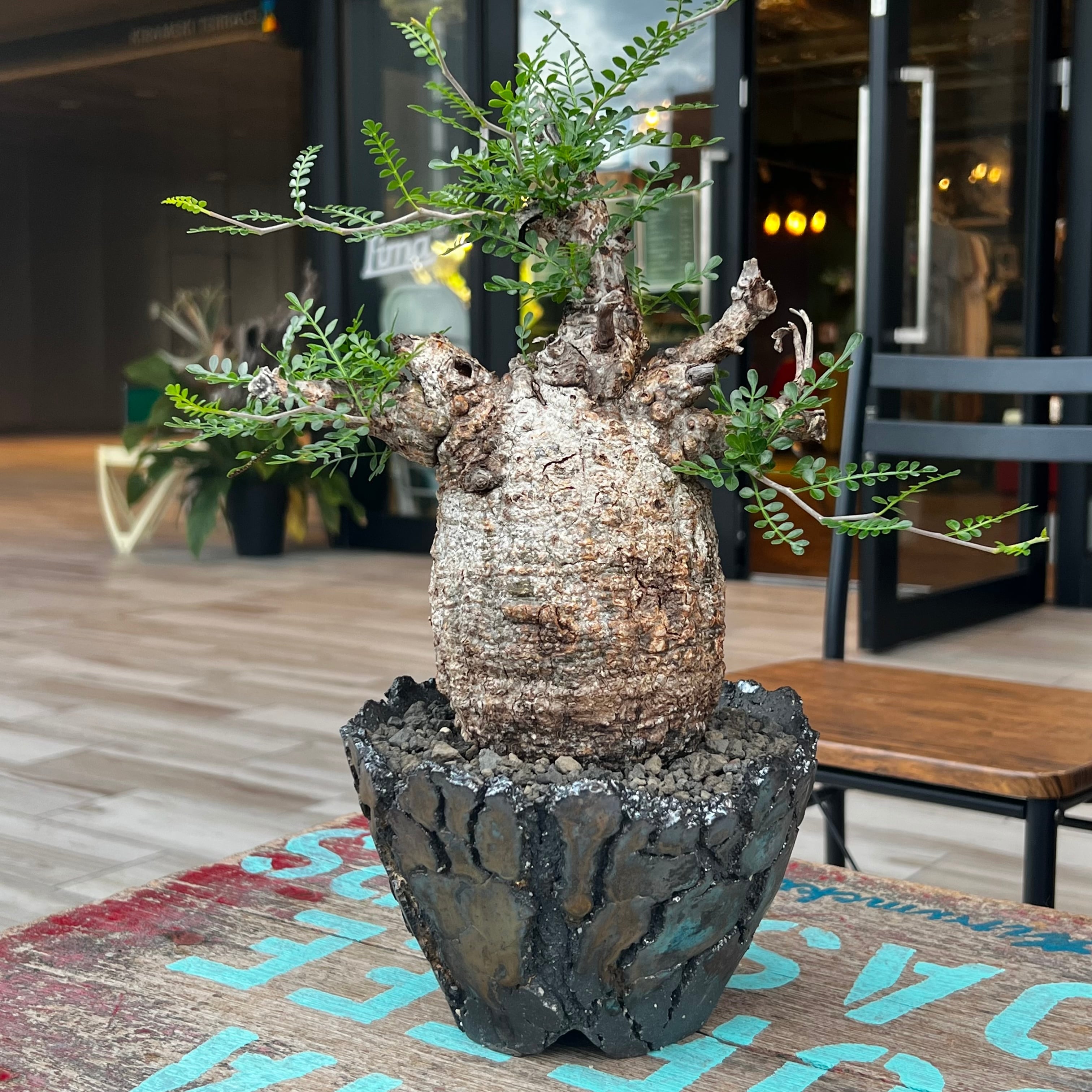 31. オペルクリカリア パキプス 鉢セット 【発根済】 | KOBE AGAVE SHOP