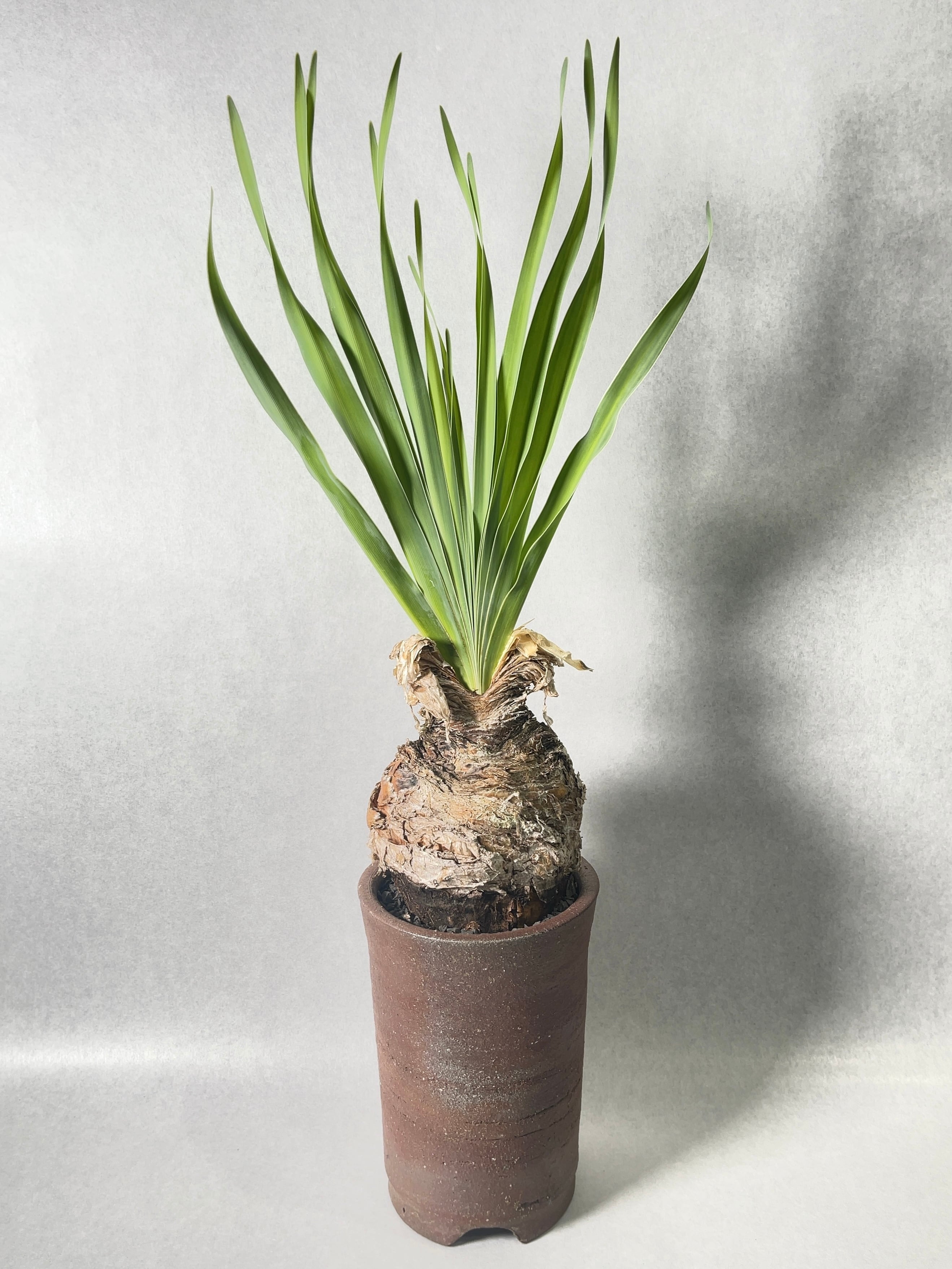 ブーファン・ディスティチャ | trigger