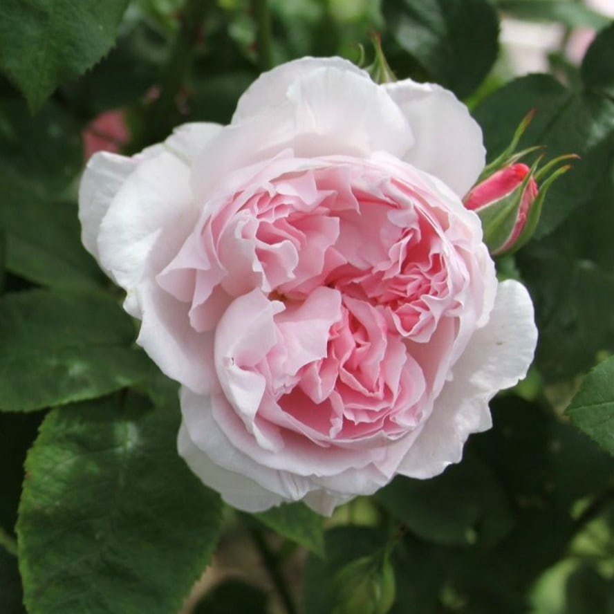 ルドゥーテ | 天空のバラ園(無農薬バラ苗・花苗・クレマチス・ハーブ