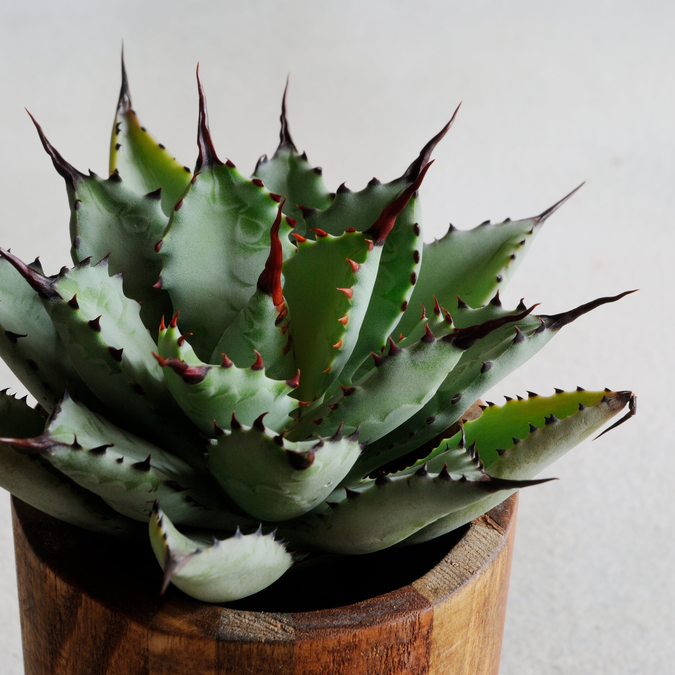 曲棘八雷 / 八荒雷神 子株 | Agave Rocon