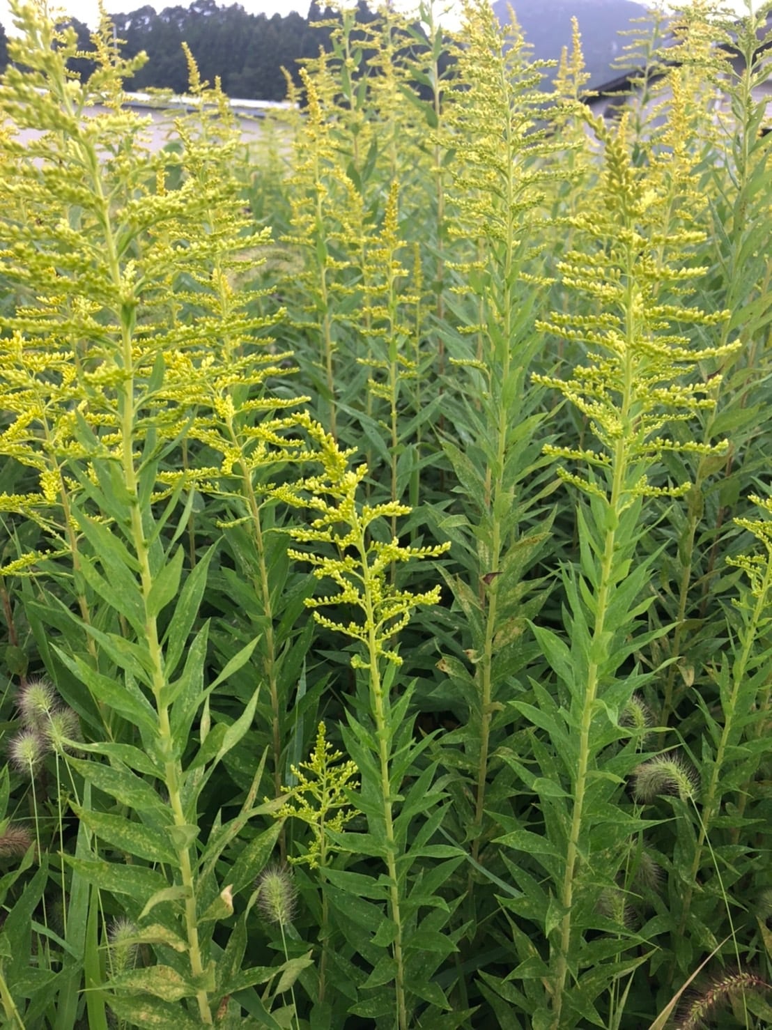 セイタカアワダチソウ 1kg | ウェルネスフーズUDA