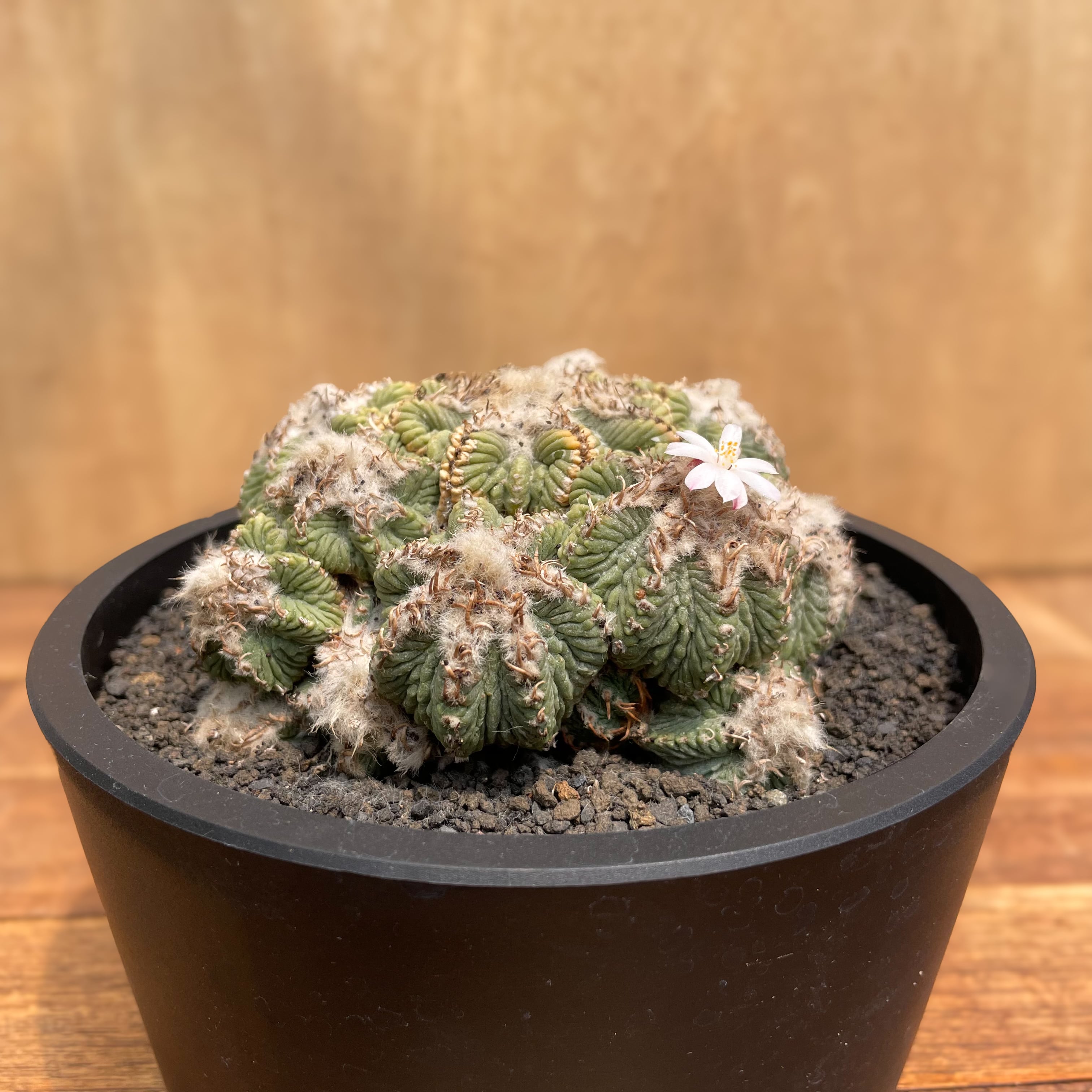 Aztekium ritteri【アズテキウム・花籠・実生】 | RIMO'S GREEN