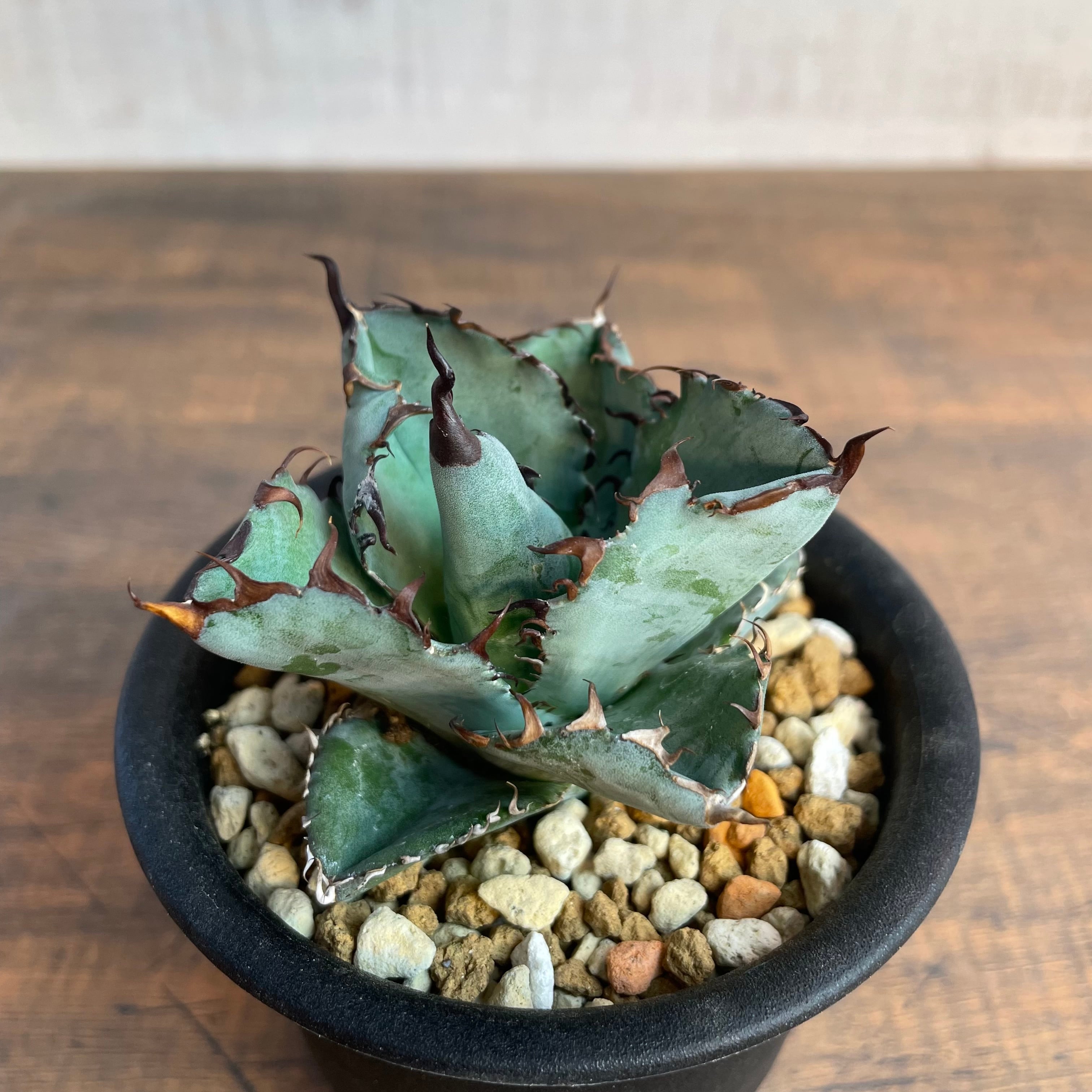 Agave titanota “BB” Black&Blue / 3号 アガベ チタノタ ブラック