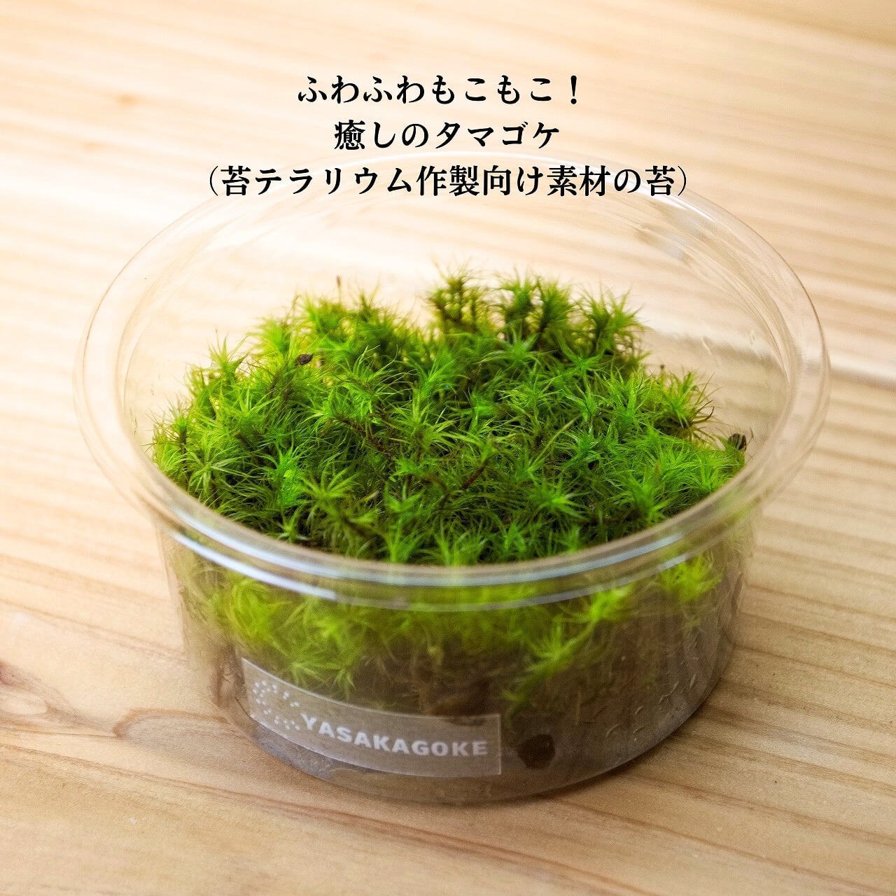 天然ハイゴケ 1パック分 | 弥栄苔 本店