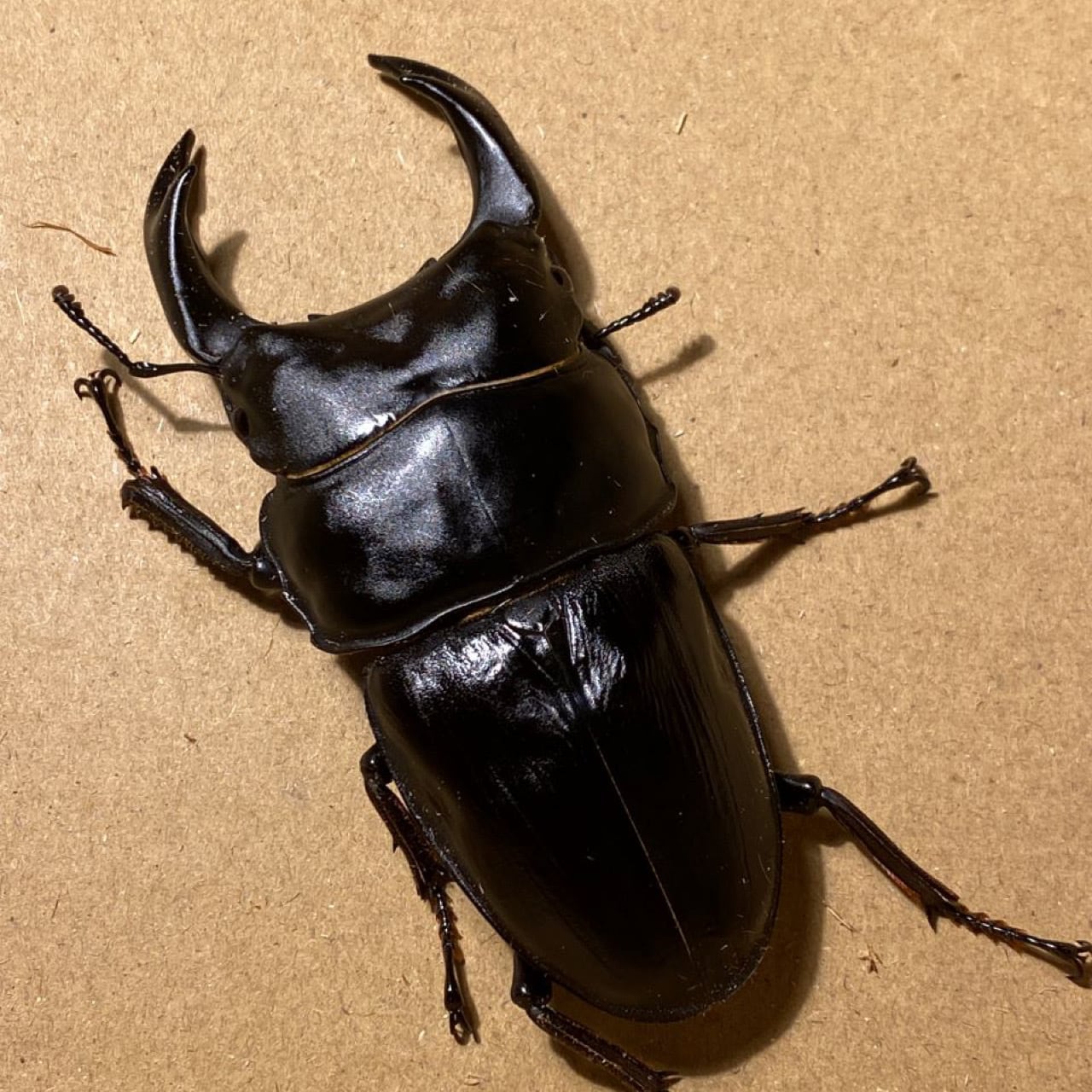 オオクワガタ89.5mm 能勢産 YG血統 昆虫標本用として オオクワガタ89.5