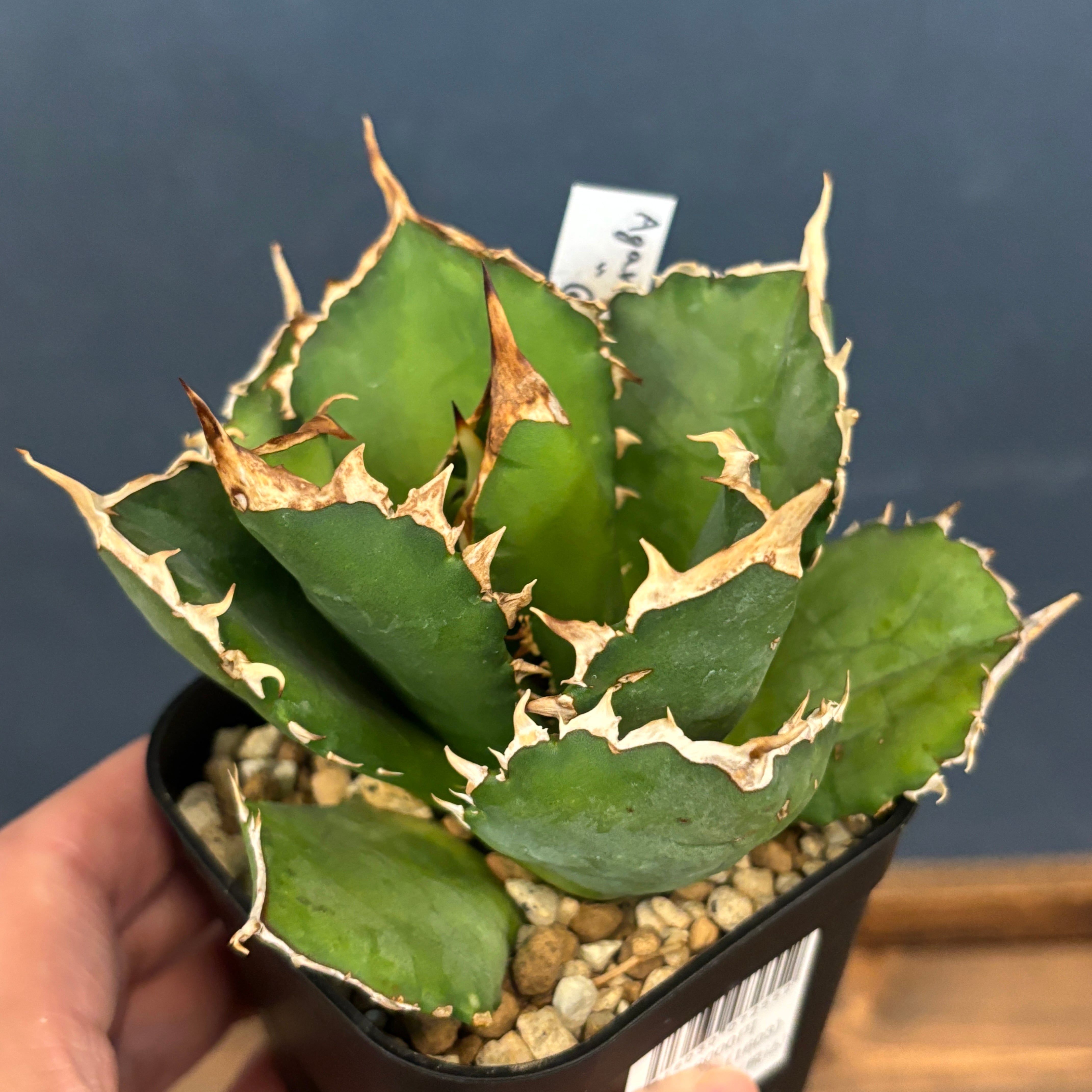 アガベ チタノタ クイーン【741】 | PROTOLEAF プロトリーフ