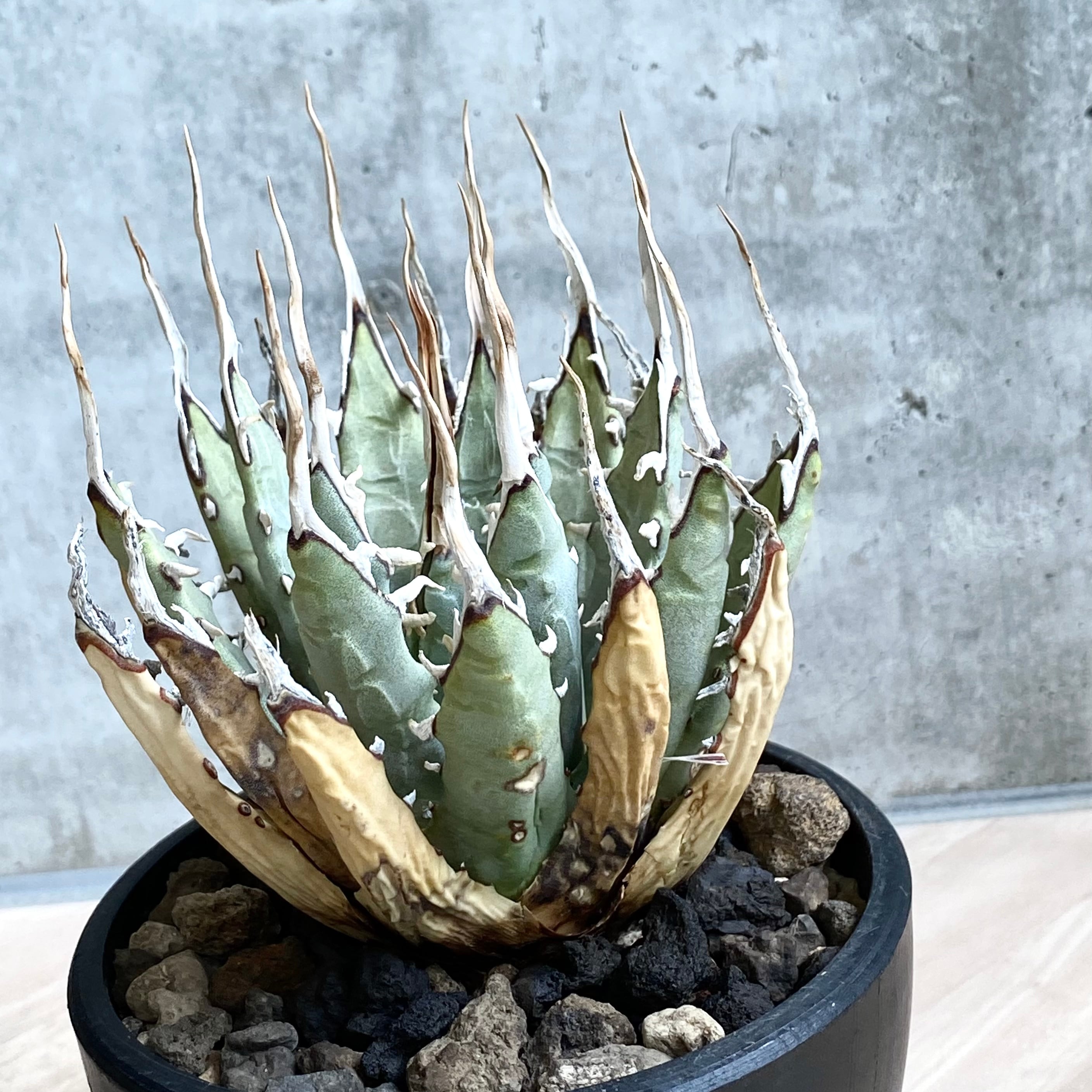 787 アガベ ユタエンシス エボリスピナ 丸型 51 アガベ ユタエンシス