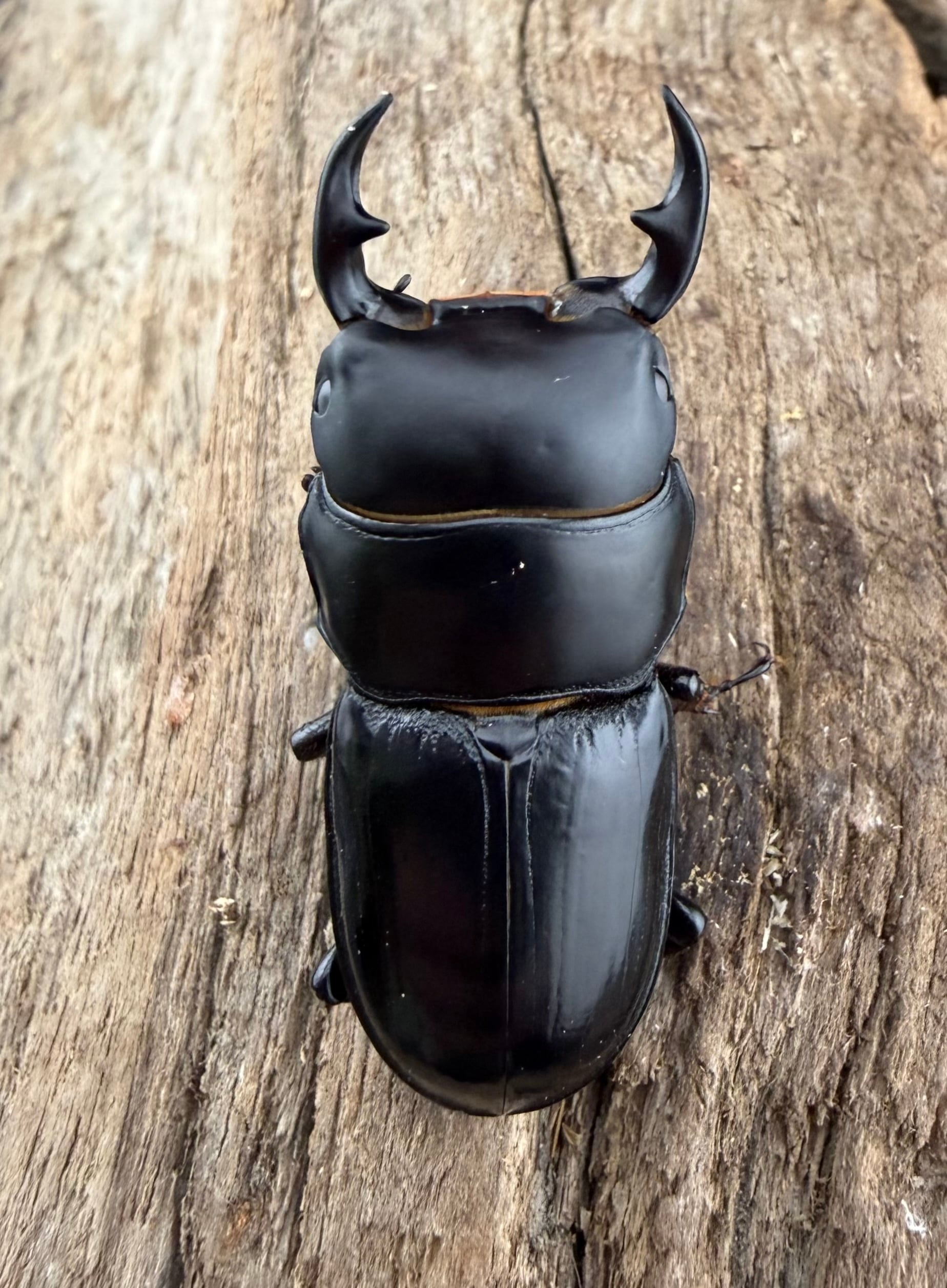 WF1】《カツラオオクワガタ ssp. 四川省産 39mm A'品ペア》 | KPW公式