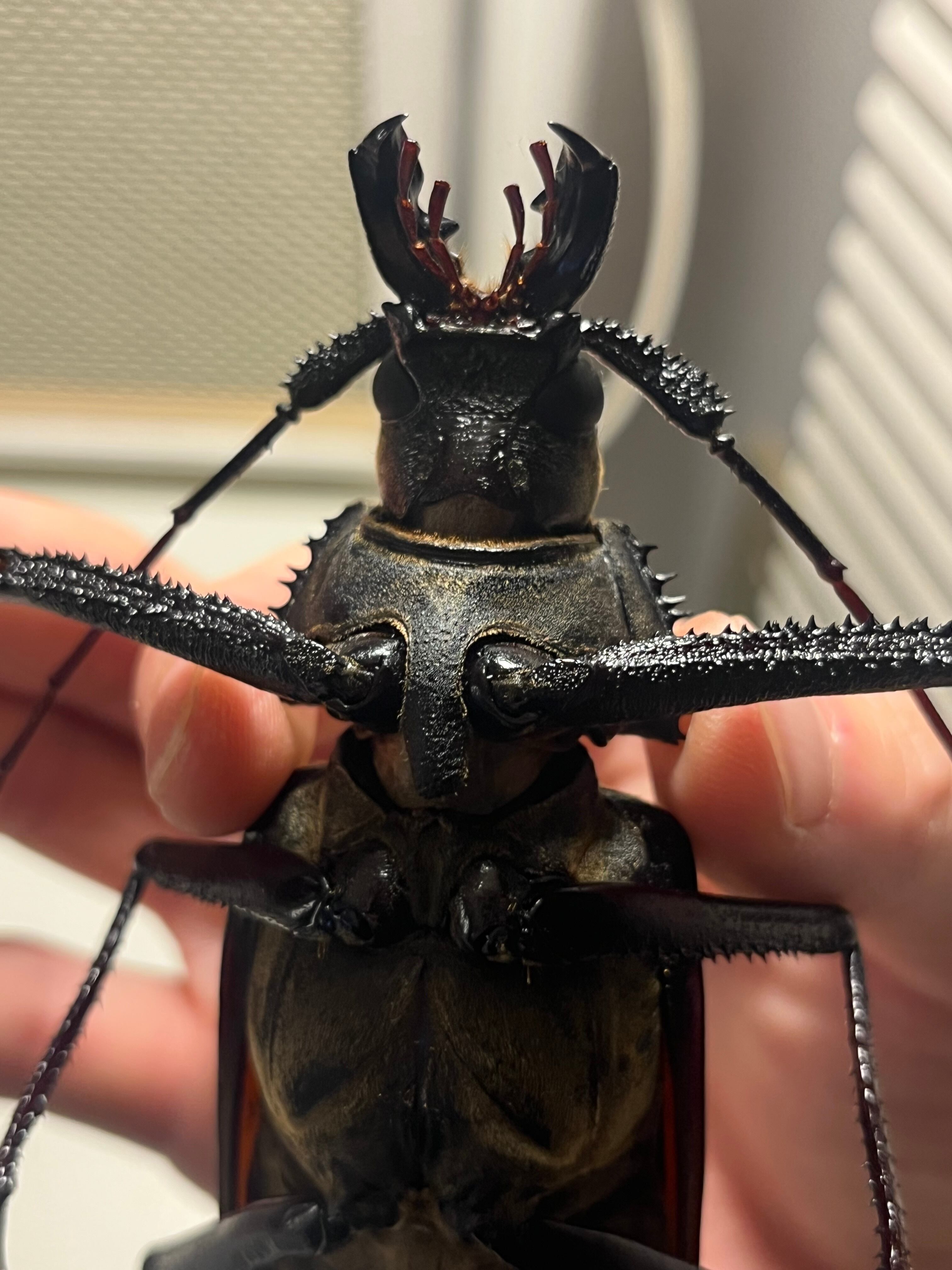 127mm】スジバネトゲフチオオウスバカミキリ ブルウスバカミキリ