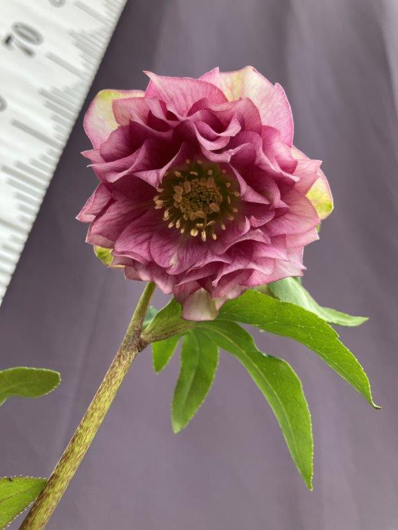 6f5fbd964876ba162e22e41247c058