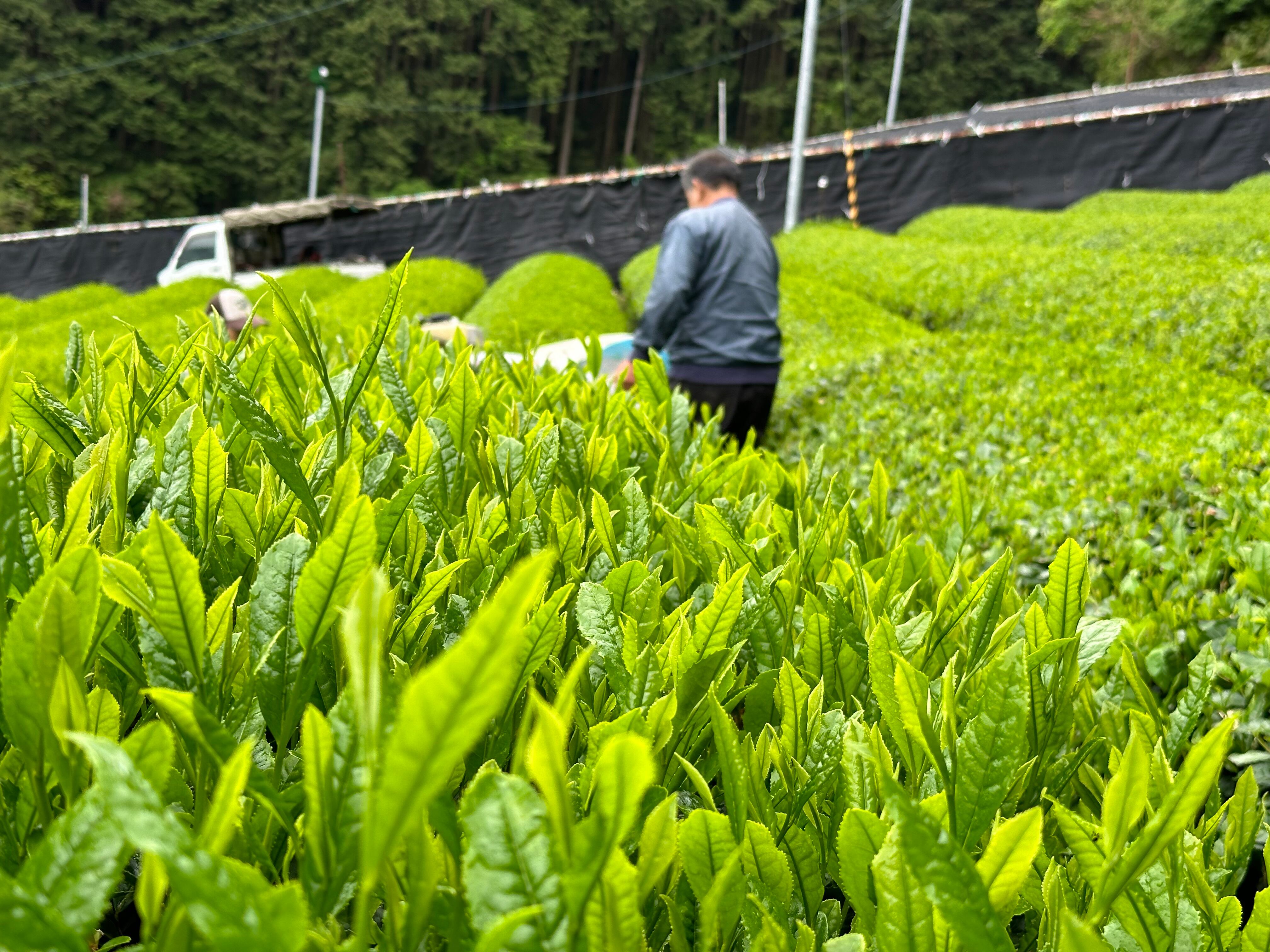 2025八十八夜新茶 リーフ80g オーガニック | 斉藤茶園