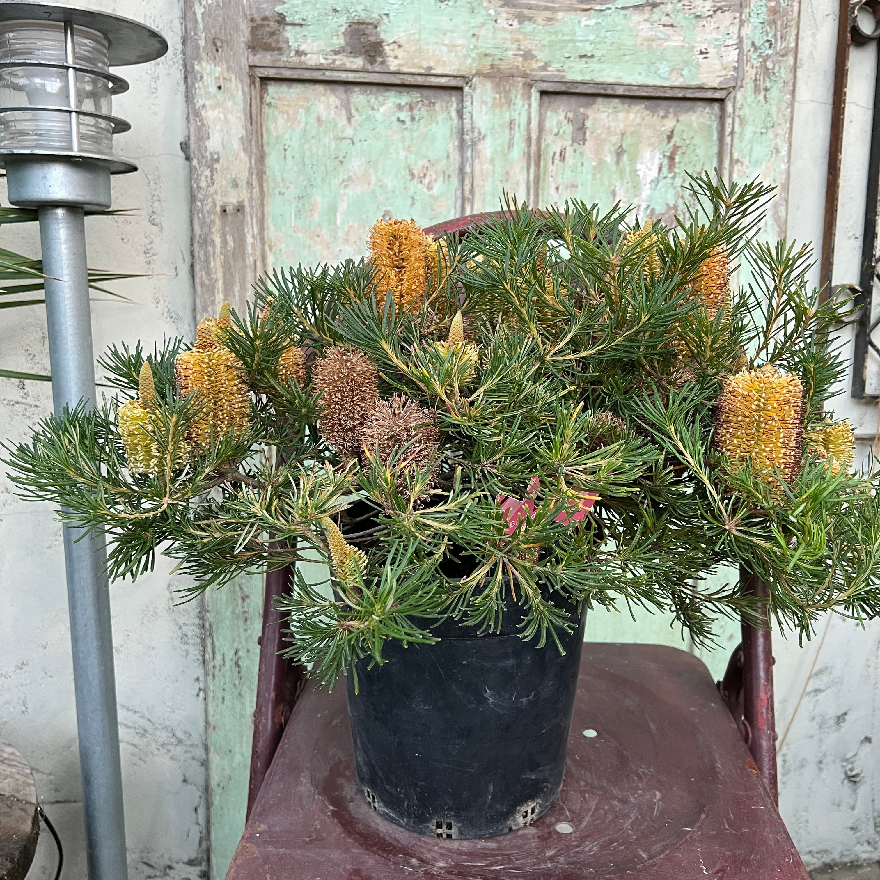 バンクシア バースデーキャンドル | 沼ノ上農園