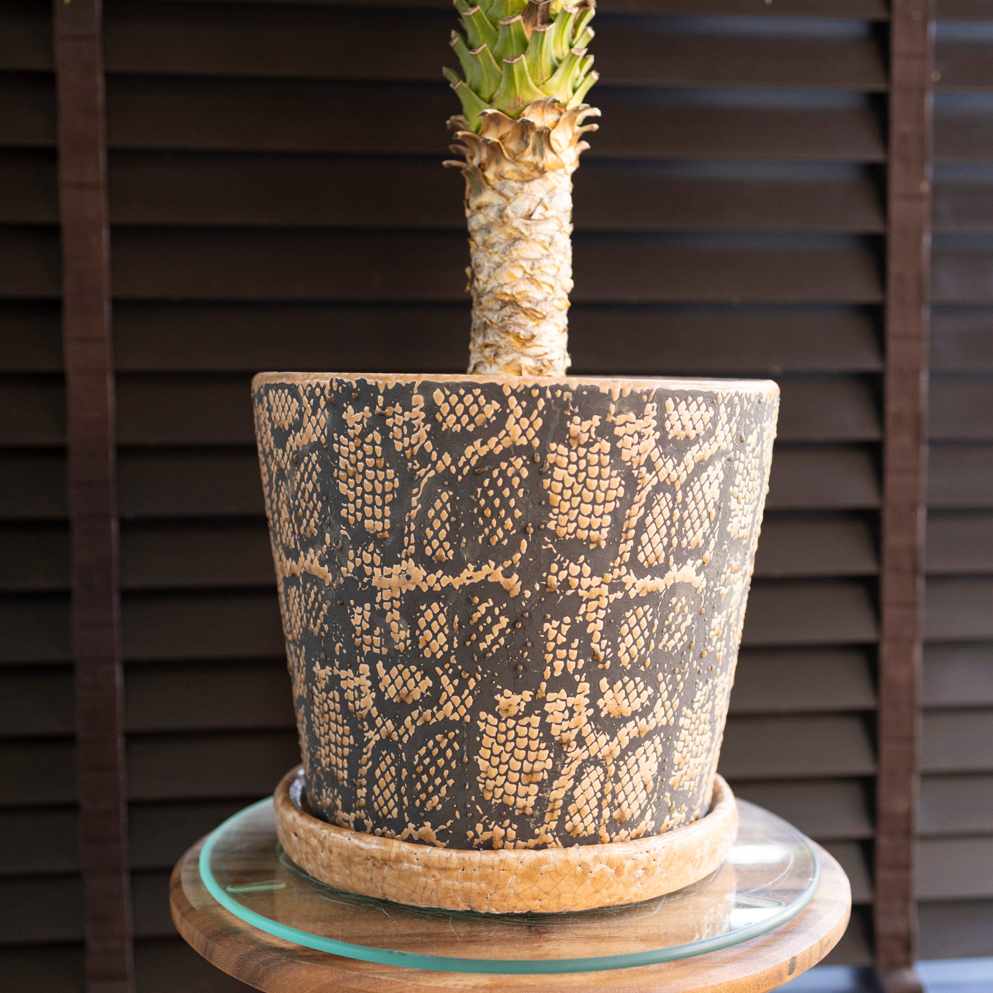 ユッカ デスメティアーナ Yucca Desmetiana 7.5号 スネーク鉢 1110SN